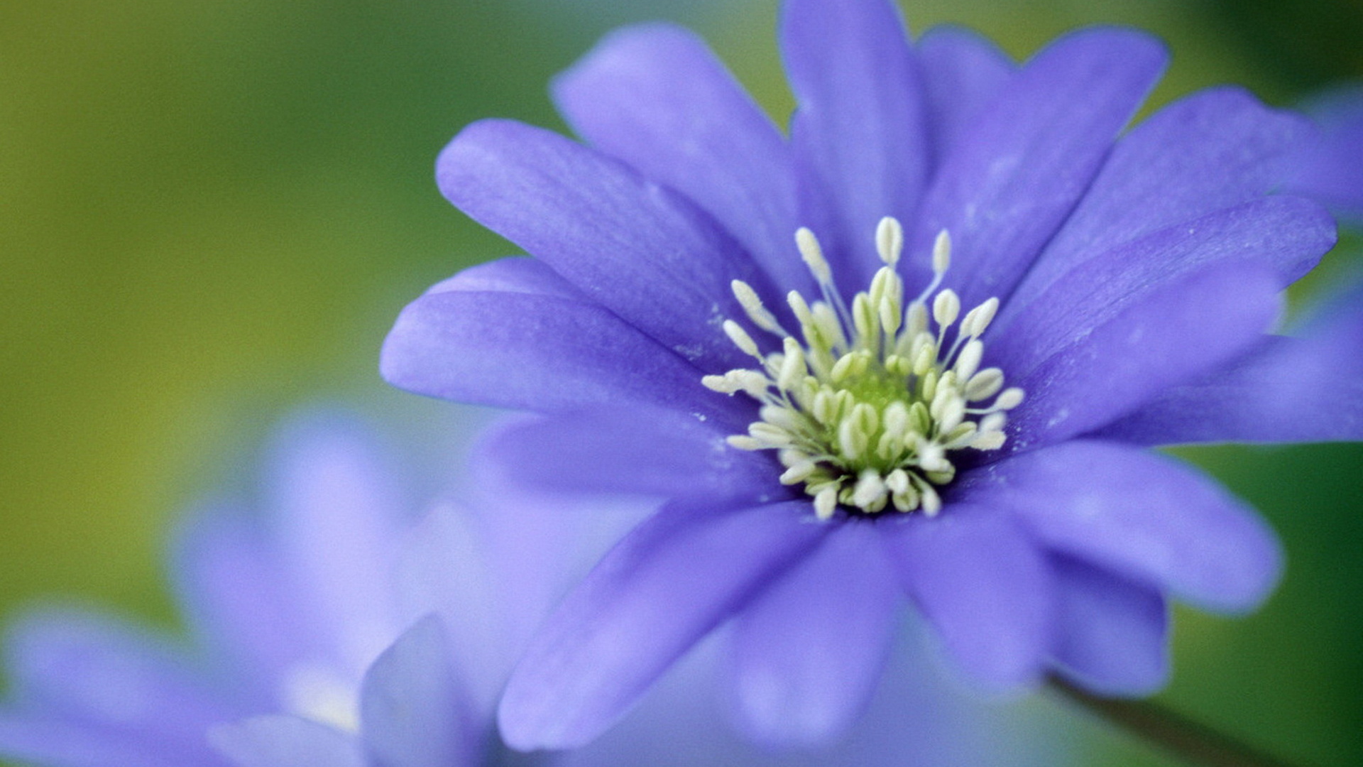 Печёночница