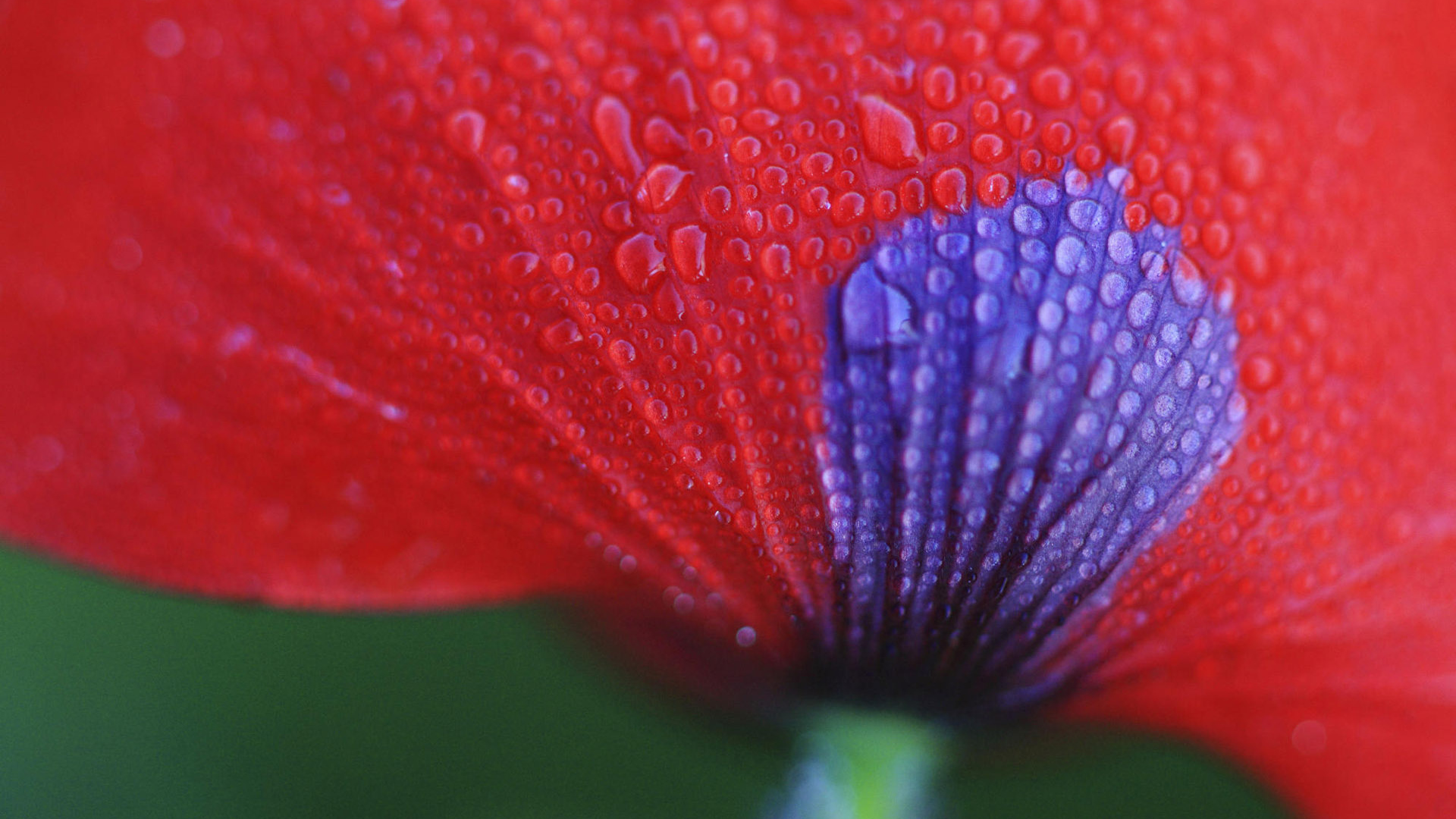 Макро Цветок