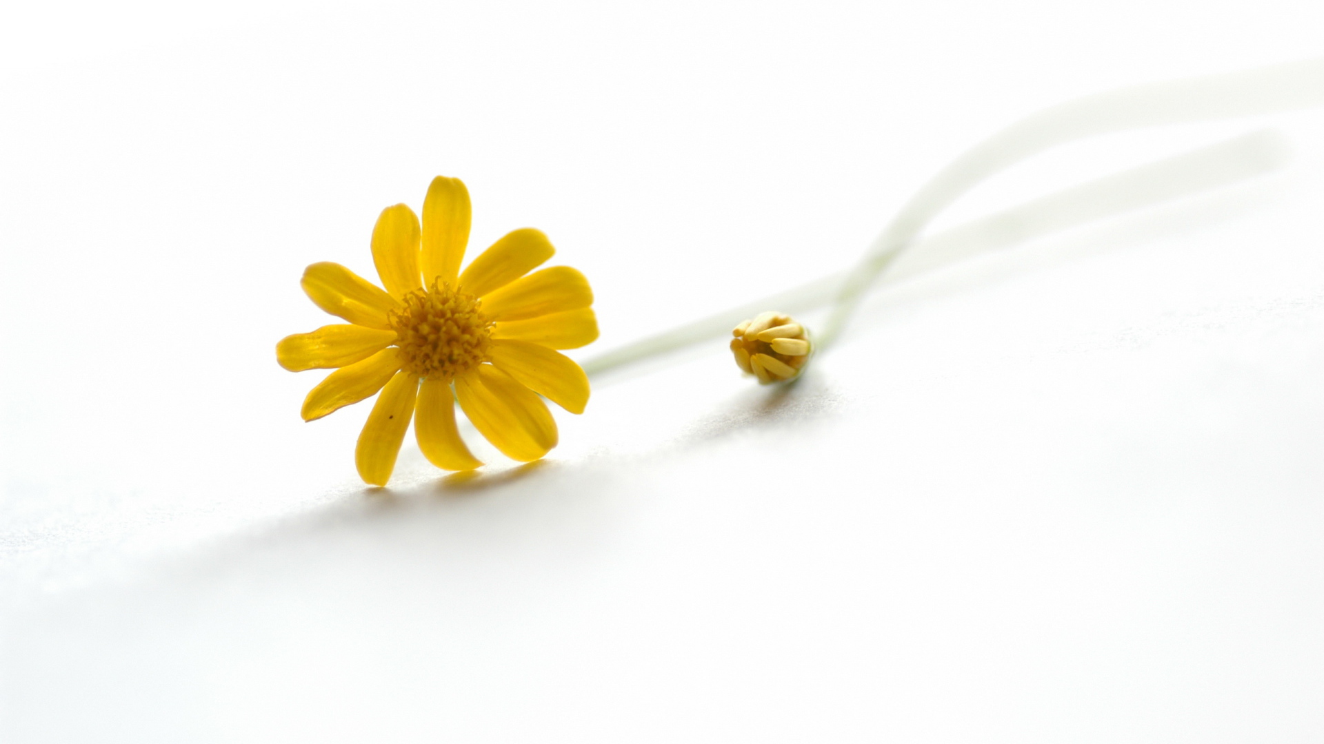 Желтый цветок