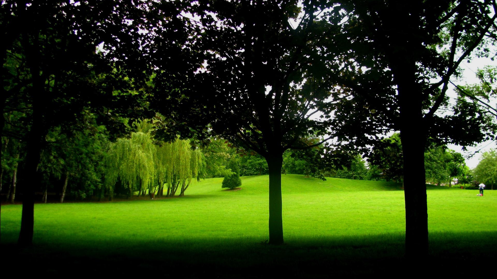 В тени деревьев