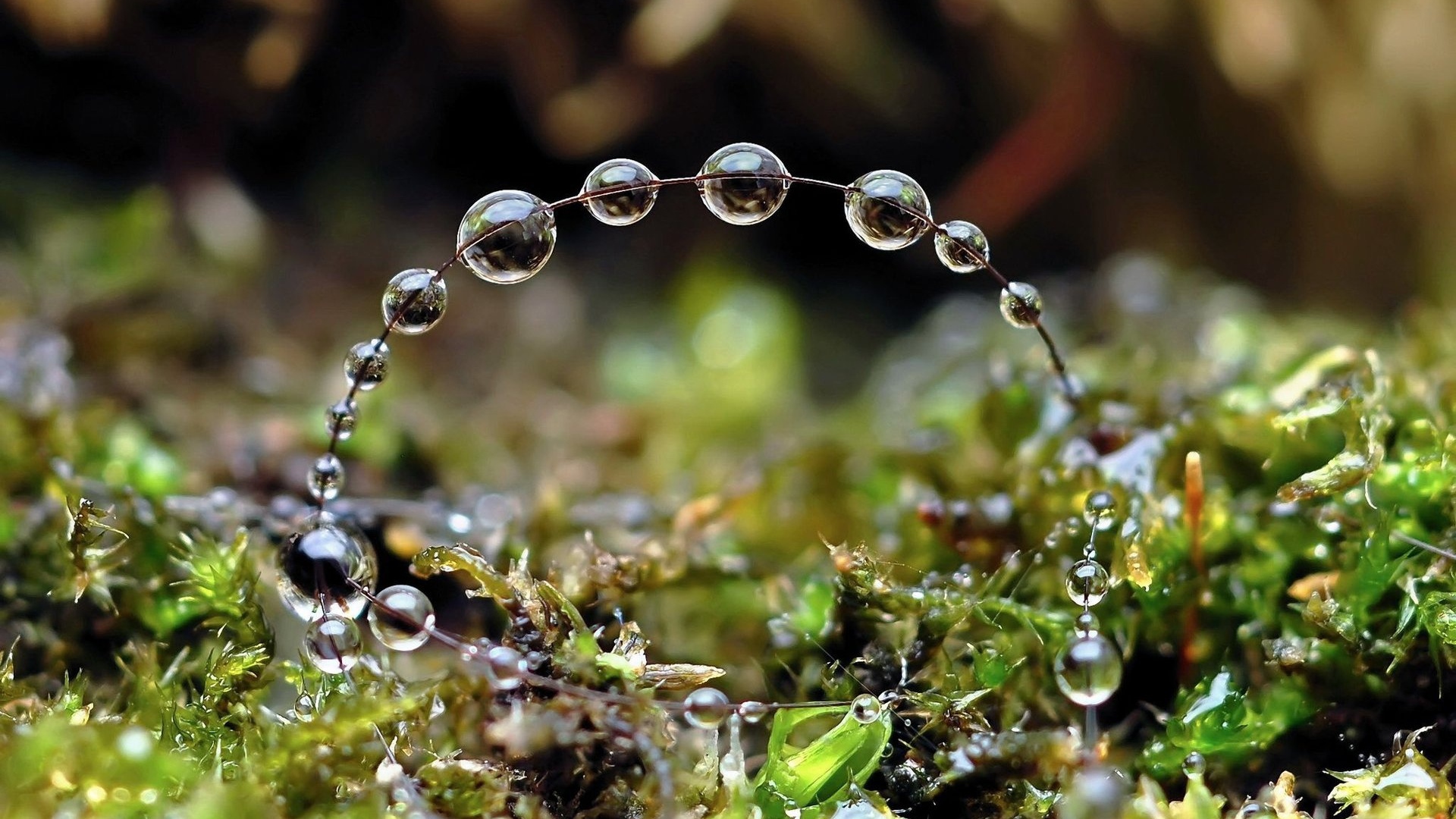 Роса на травинках