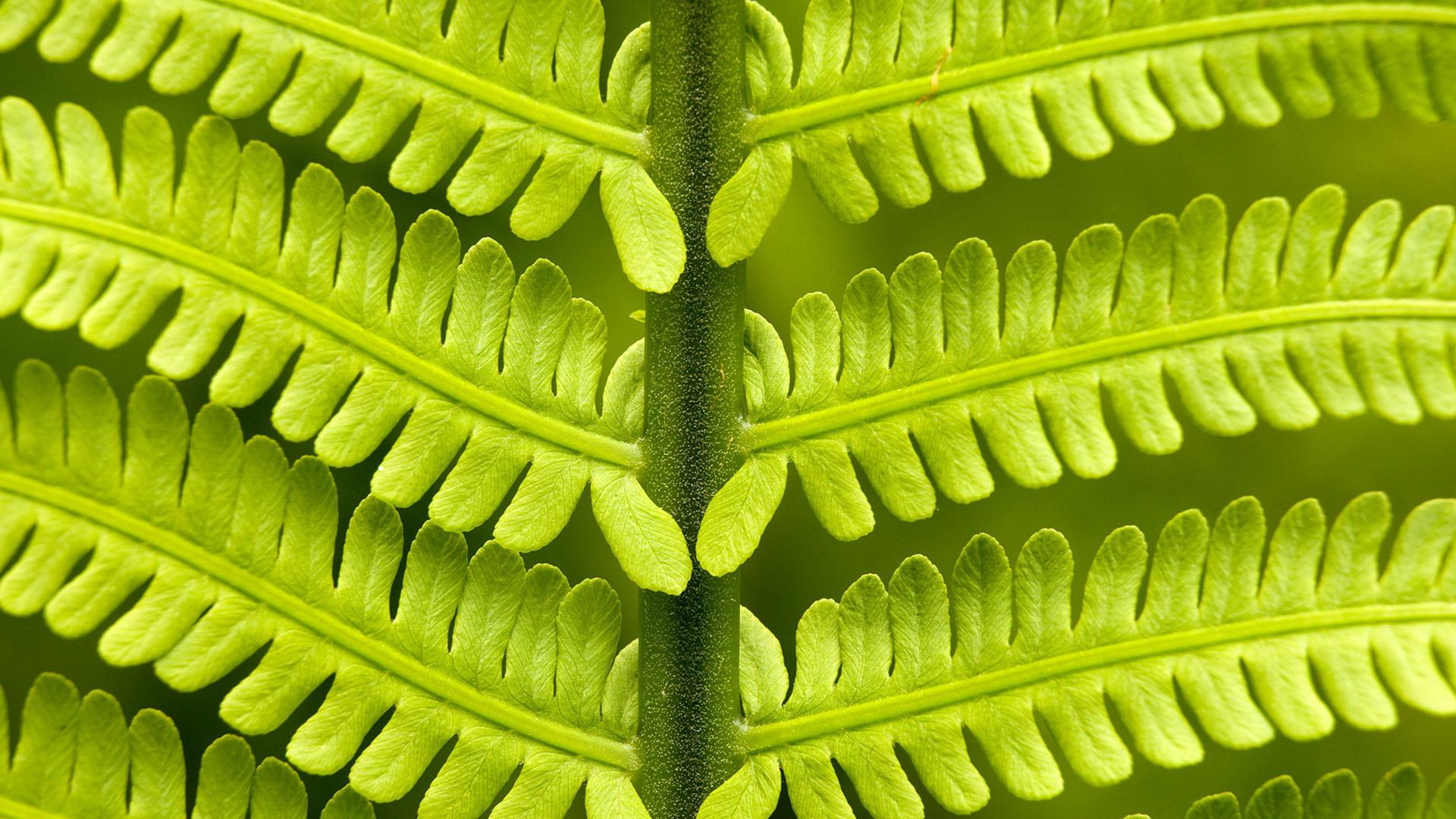 Папоротник