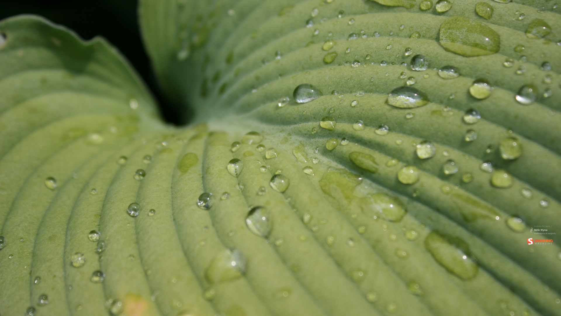 Зеленый лист после дождя