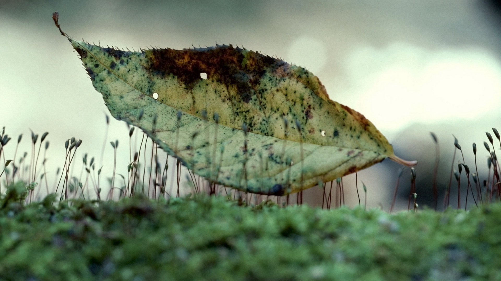 Лист на траве