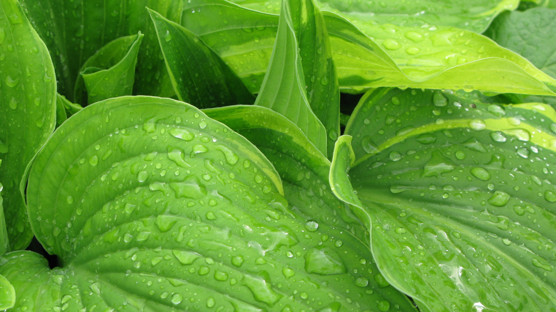 Листья после дождя