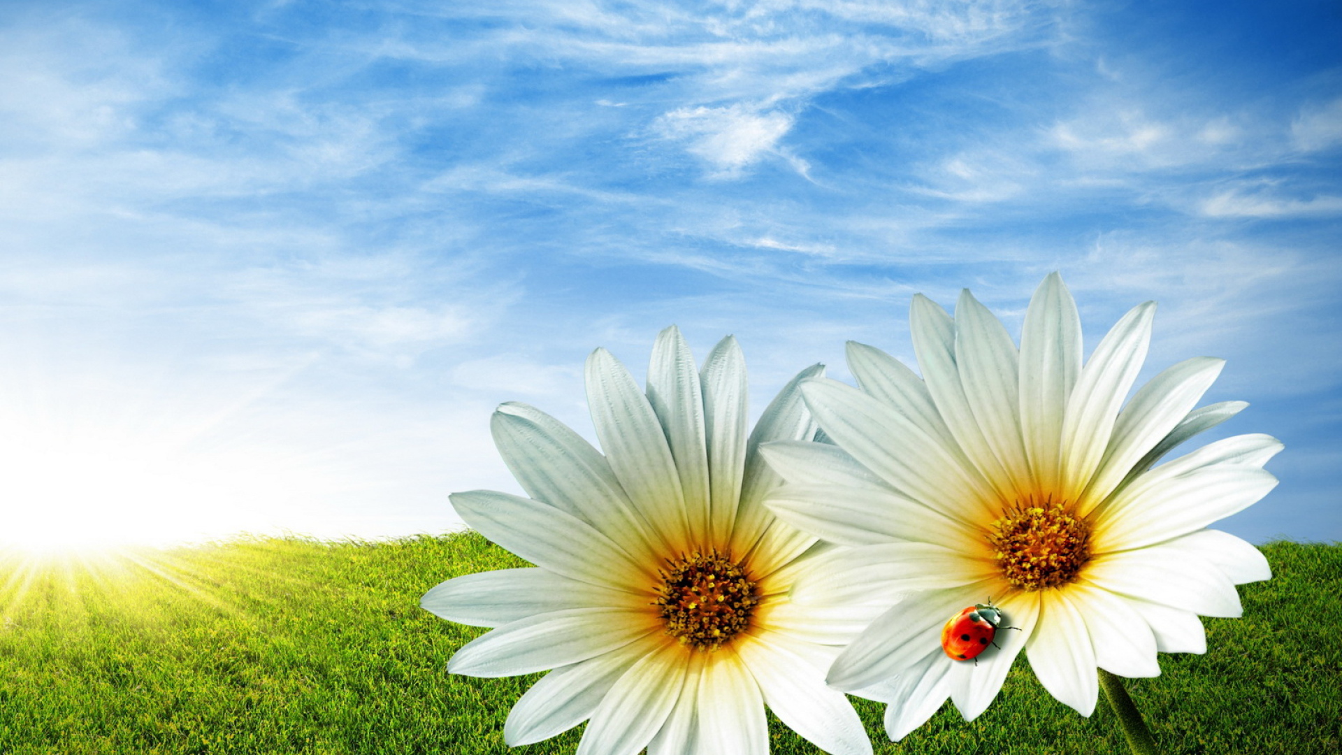 Ромашки в поле