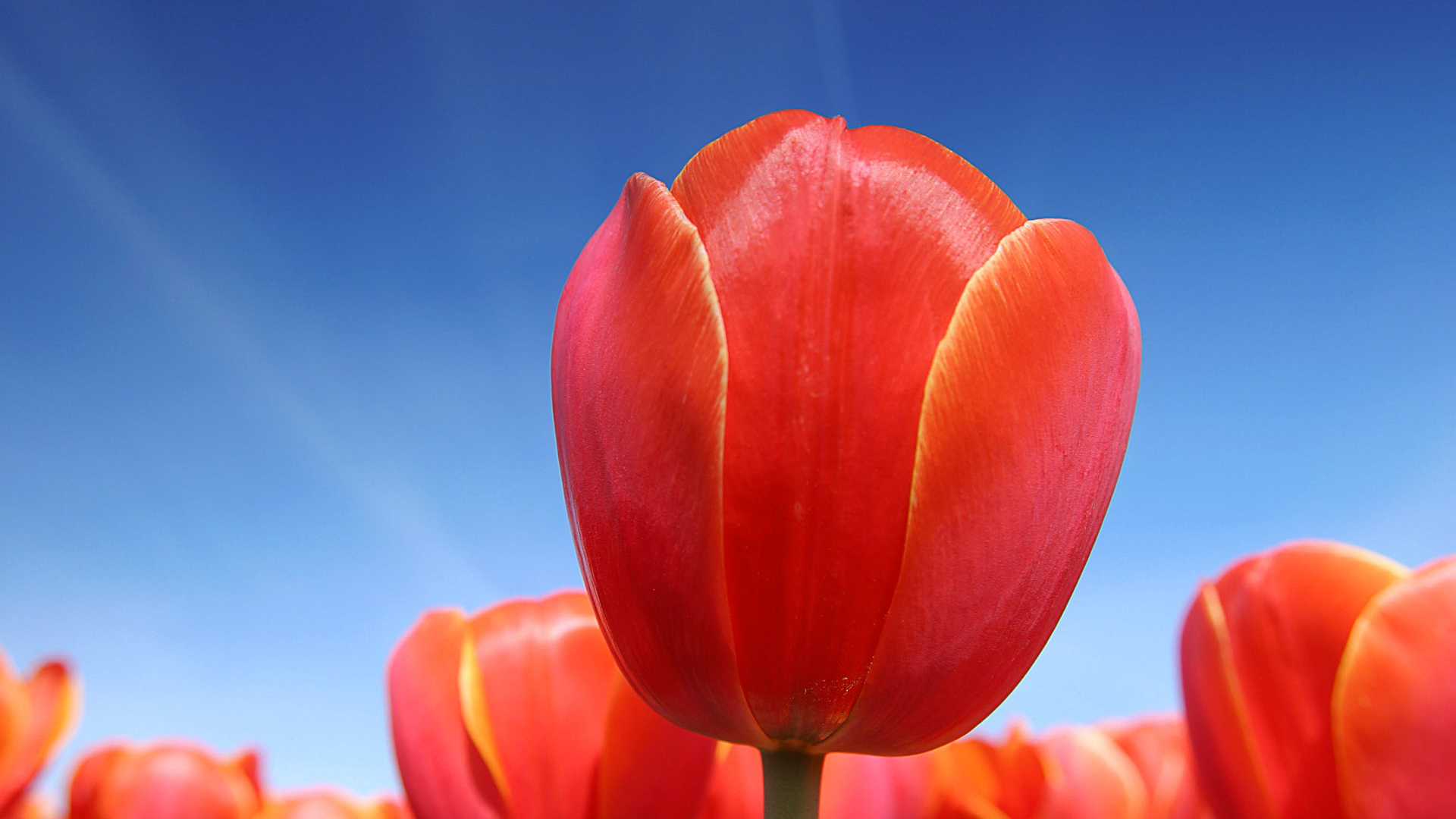 Цветы в Голандии