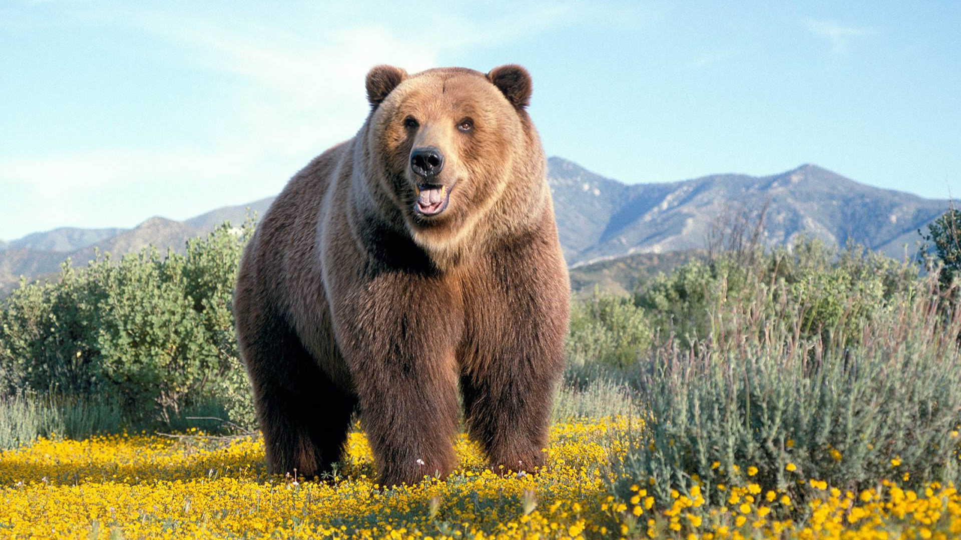Одиночка-медведь