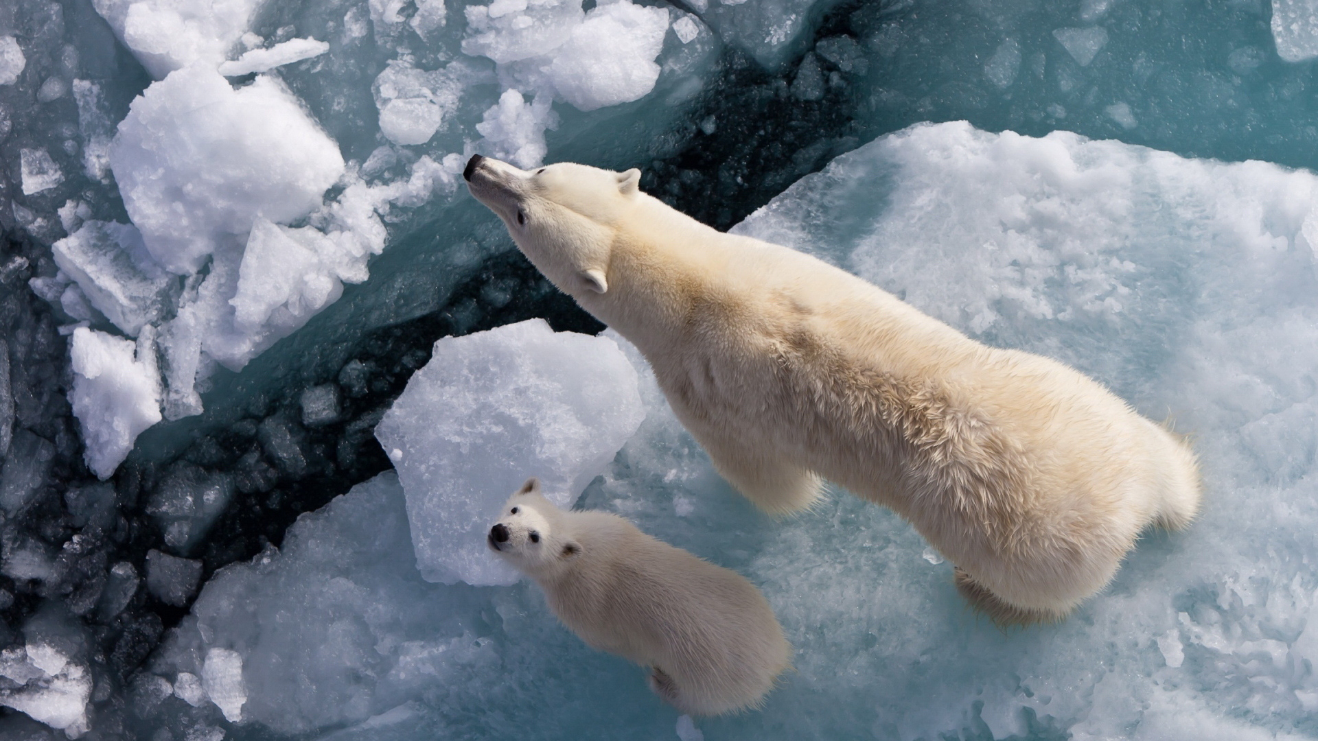 Белый медведь с медвежонком