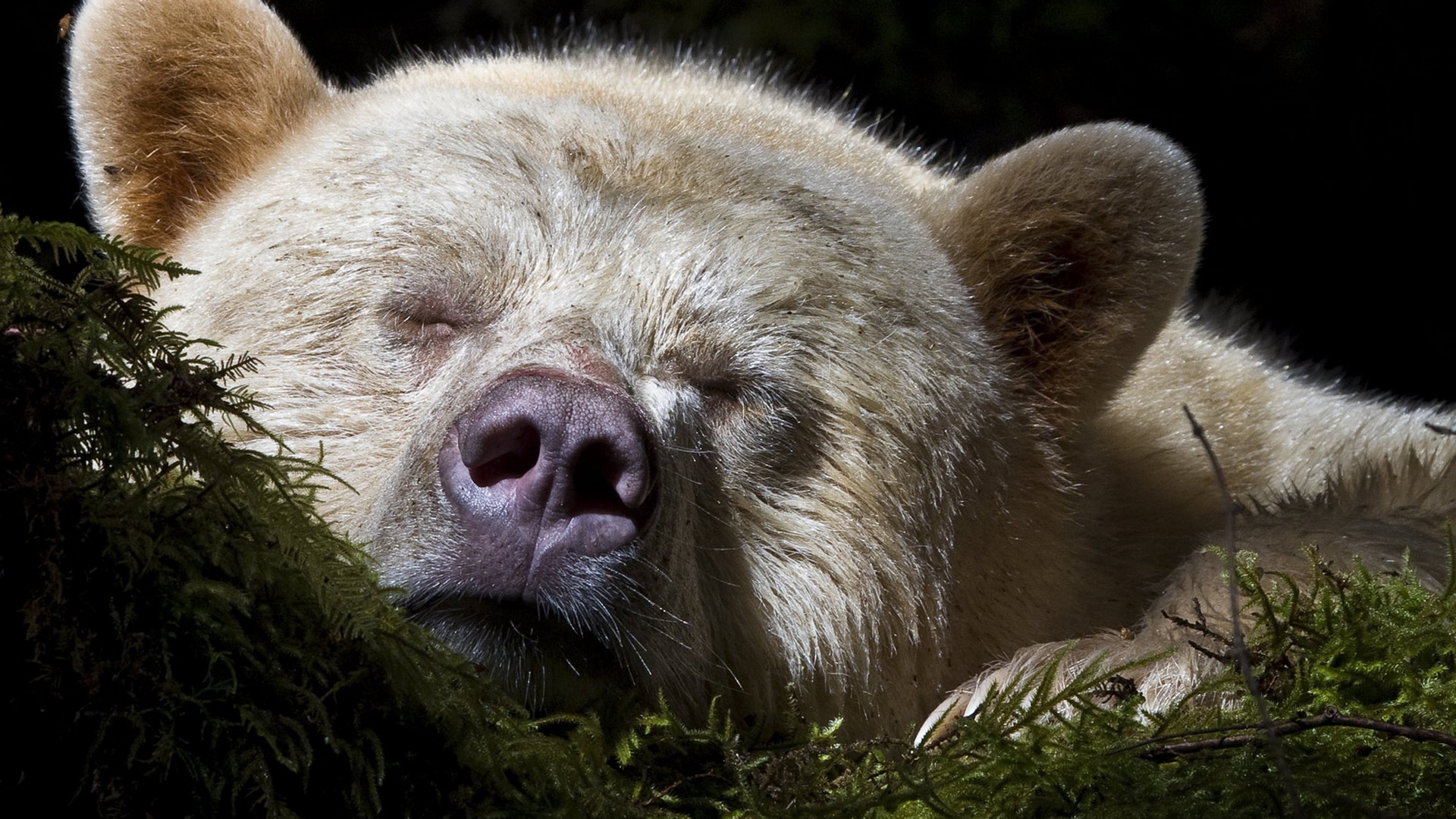 Спящий медведь