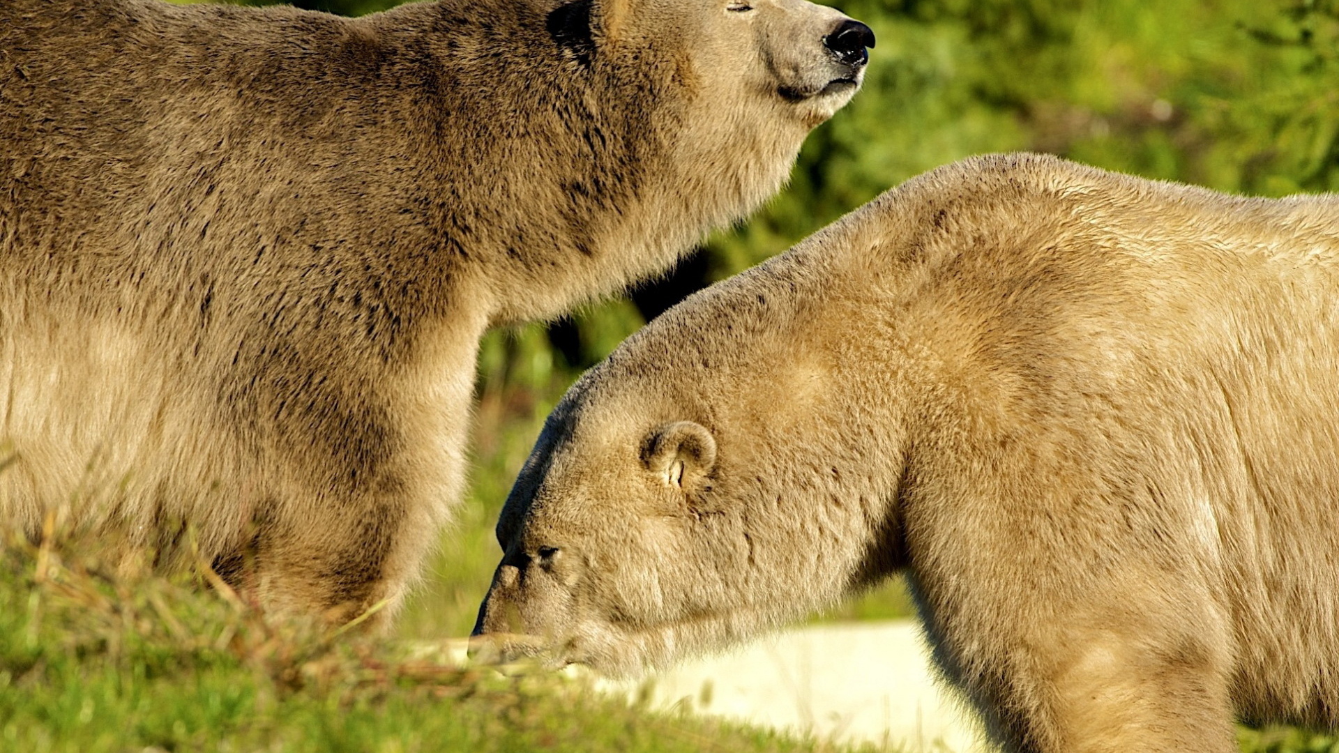 Два белых медведя