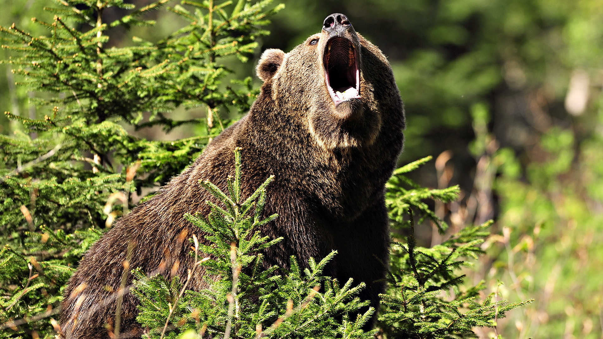Медведь Гризли