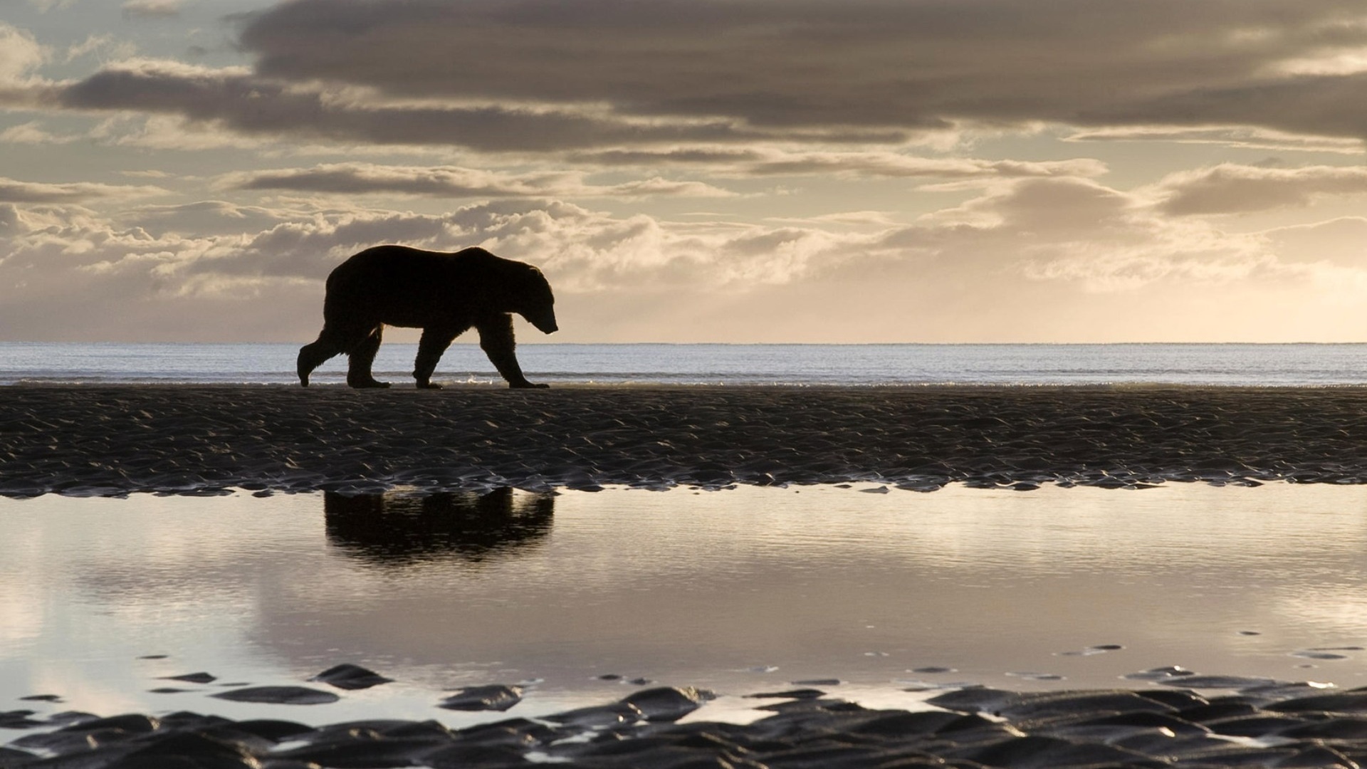 Медведь на берегу