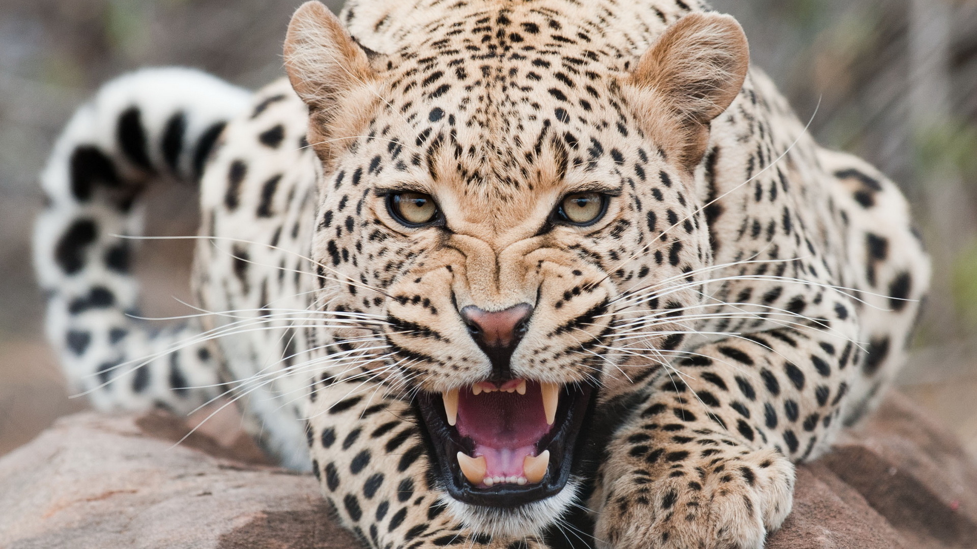 Огрызающийся леопард