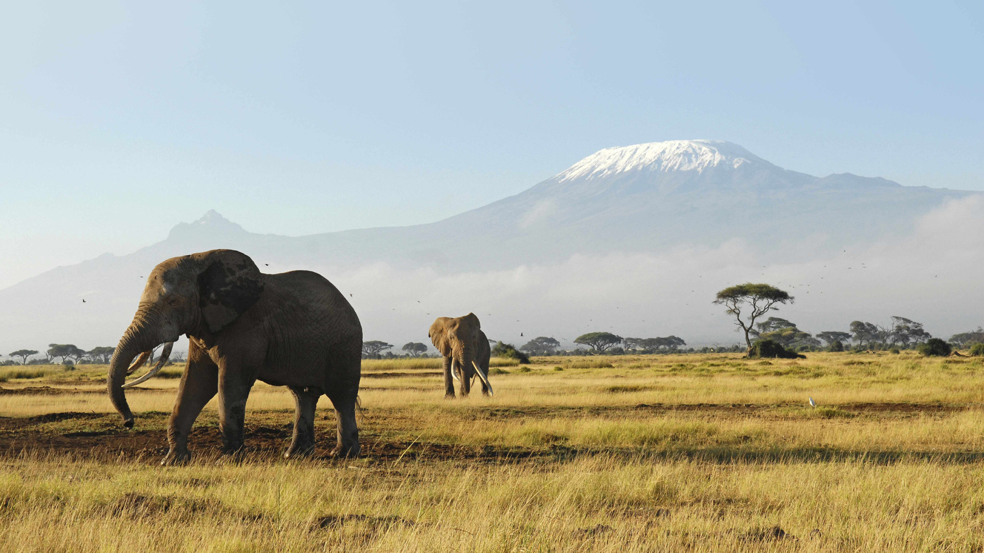 Слоны гуляют