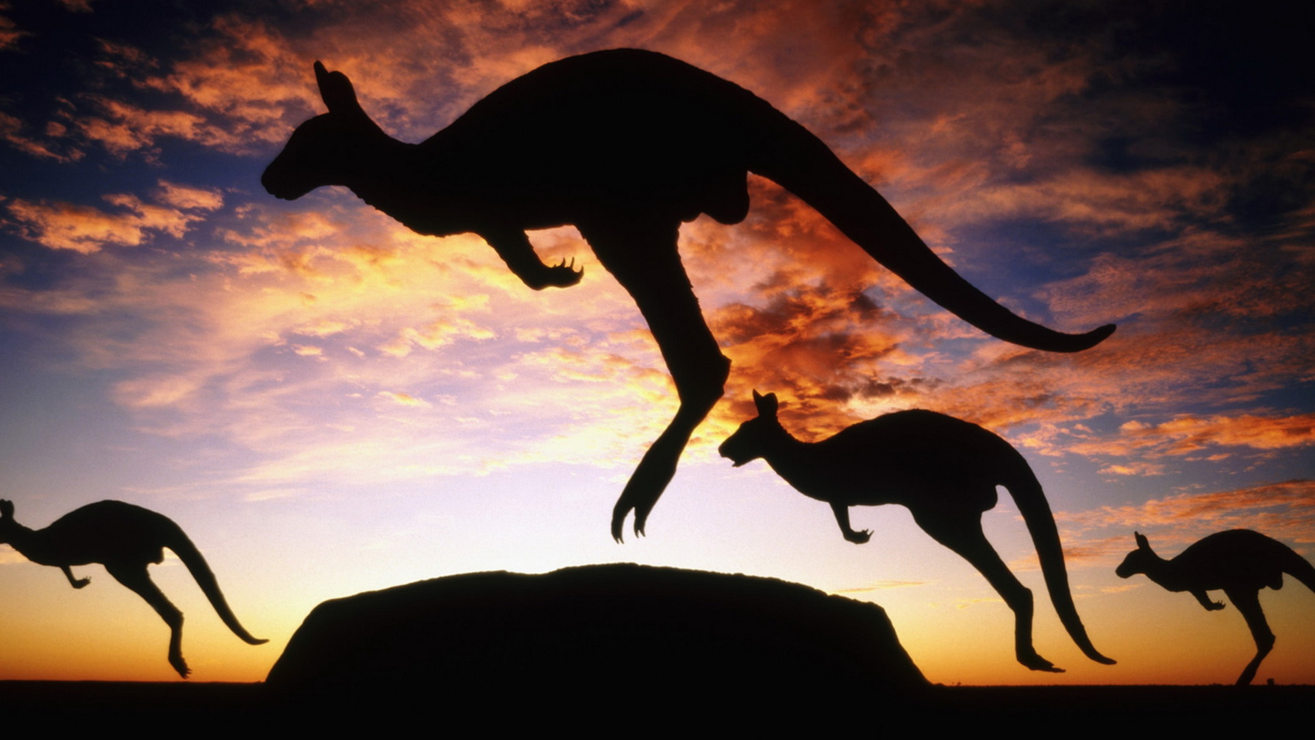 Кенгуру на закате