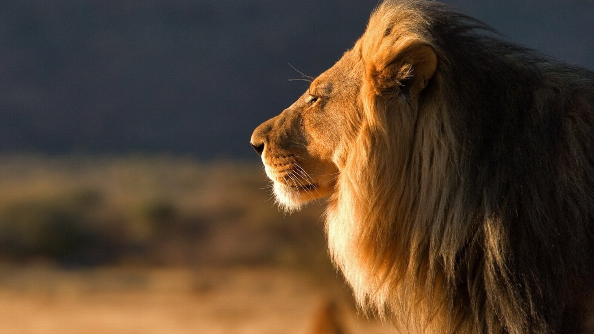 Царь зверей