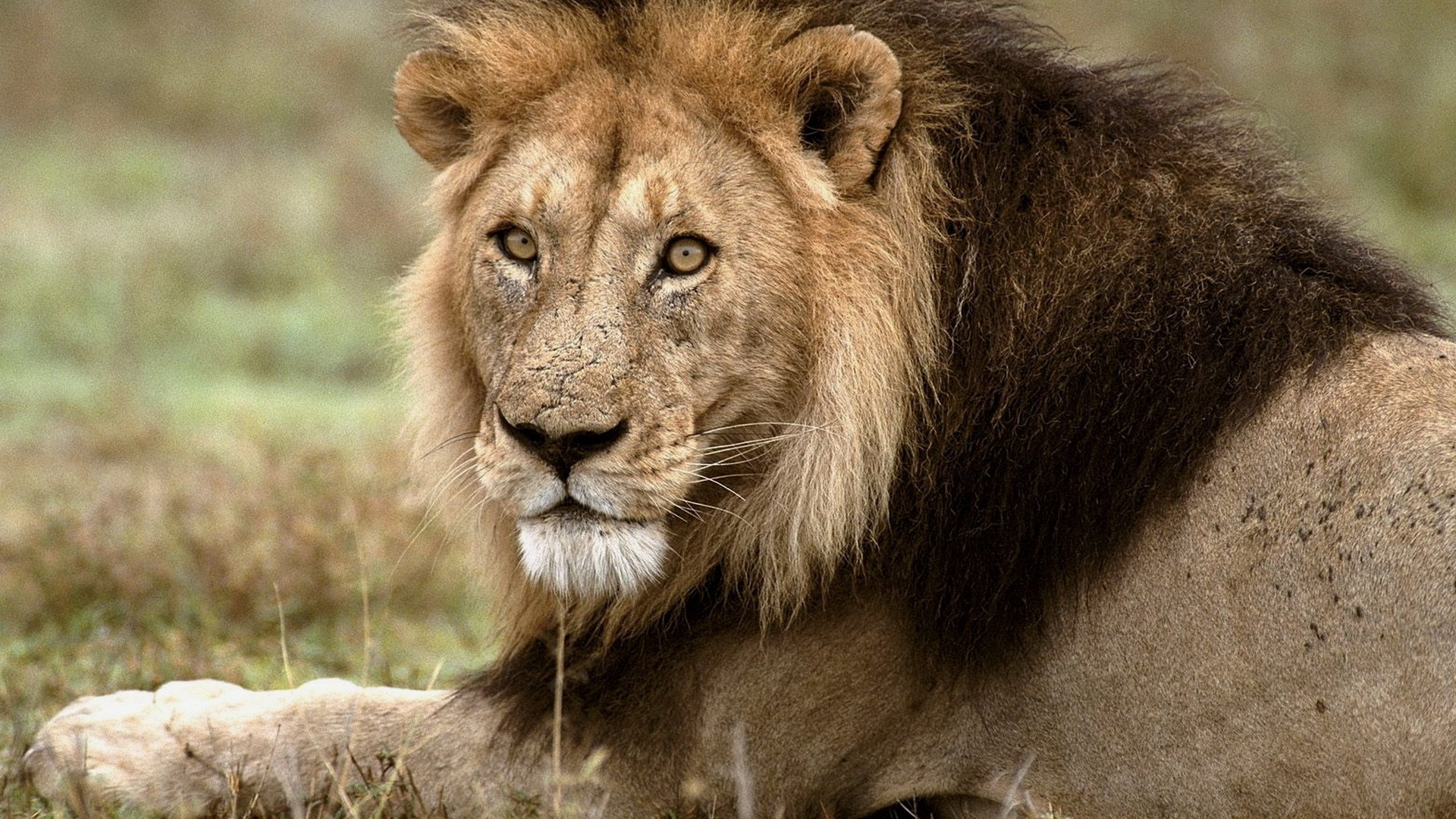 Царь зверей