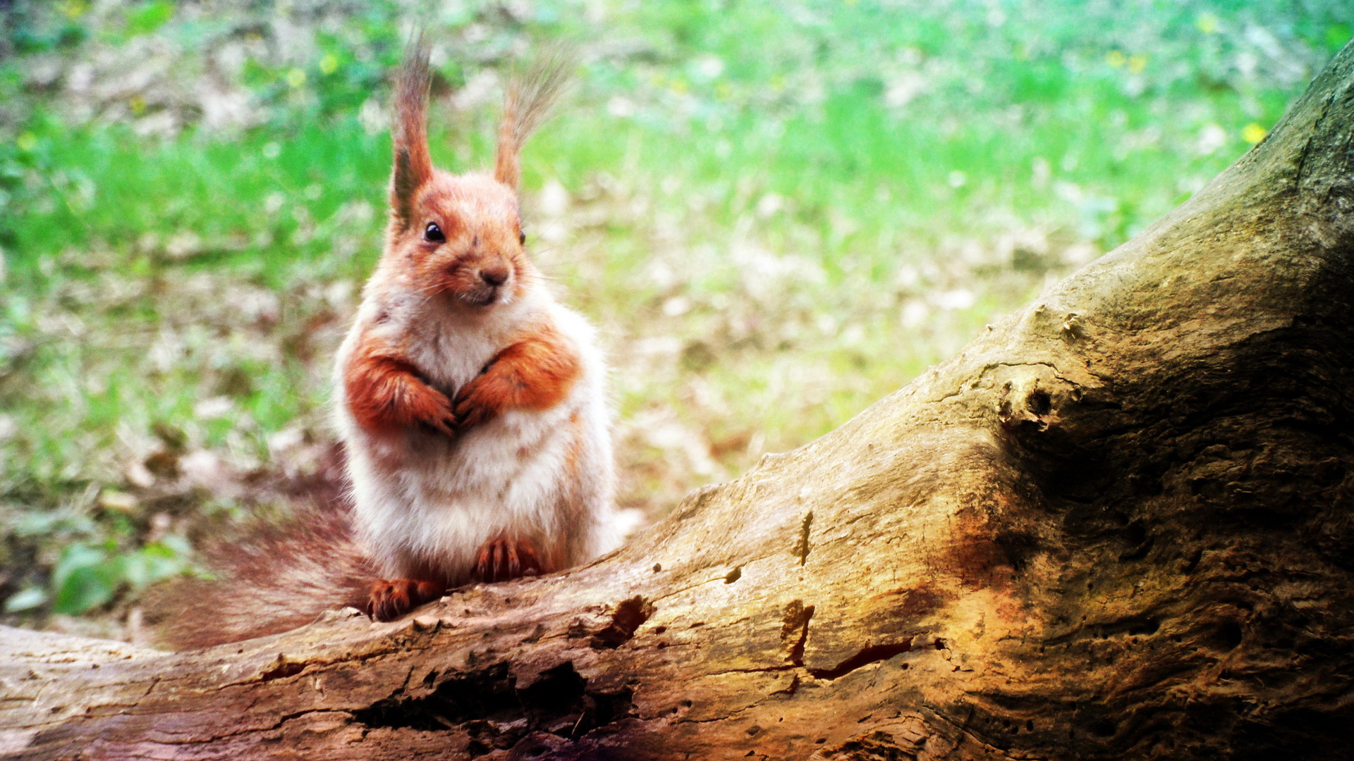 Белка на стволе