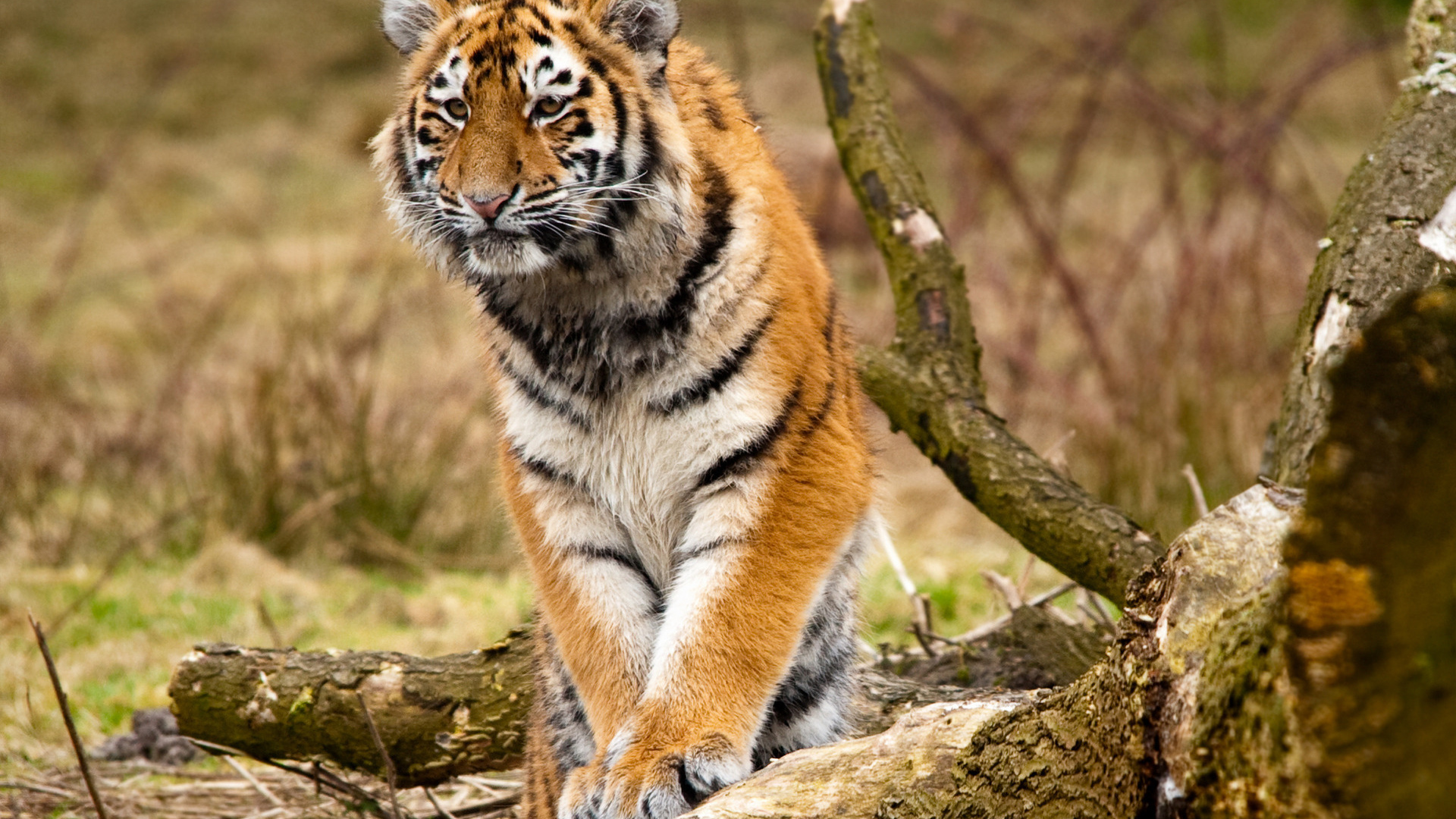 Сибирский тигр