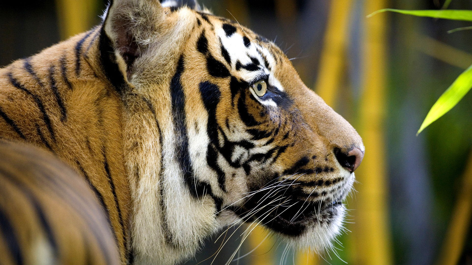 Полосатая морда