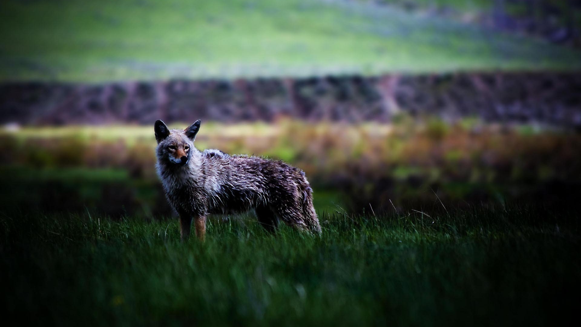 Койот в степи