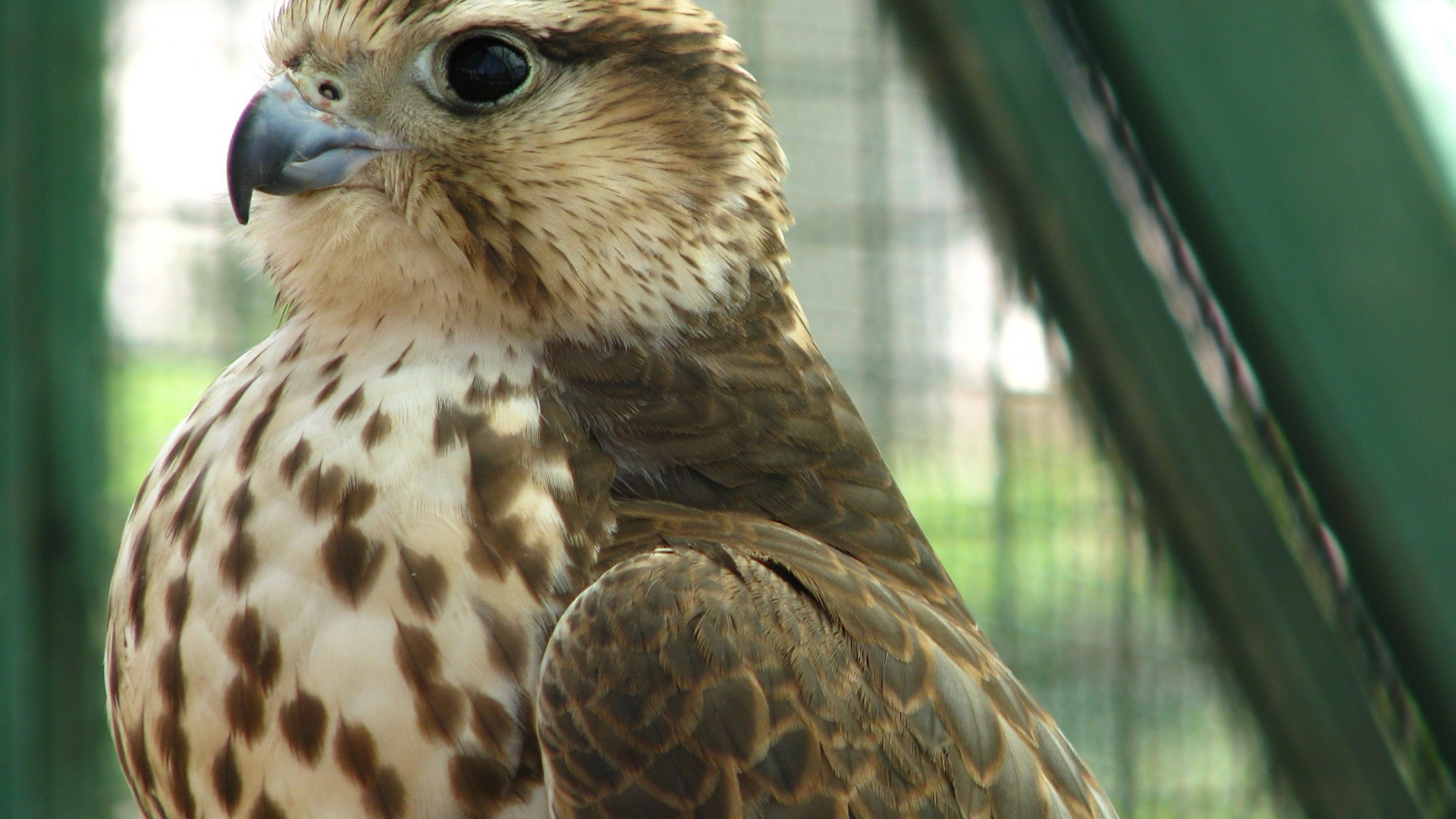 Хищная птица