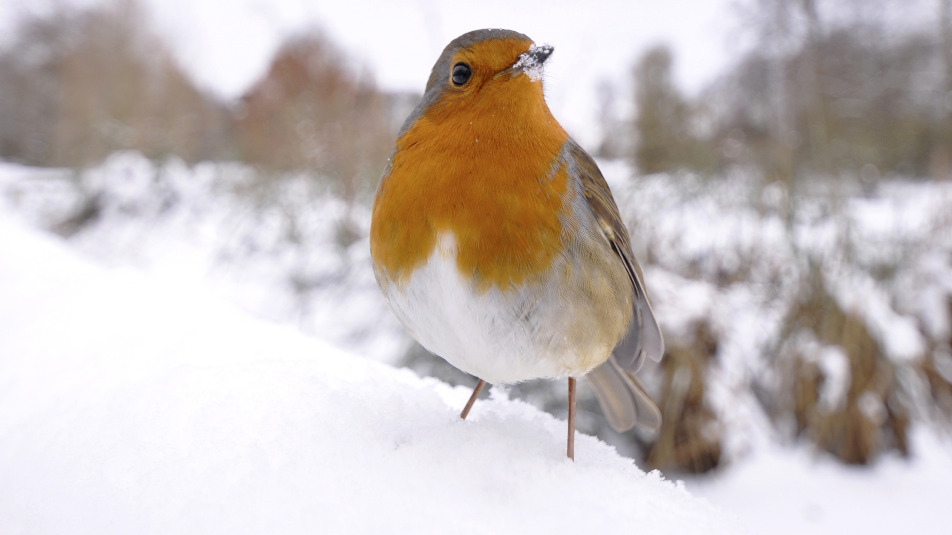 Птичка на снегу