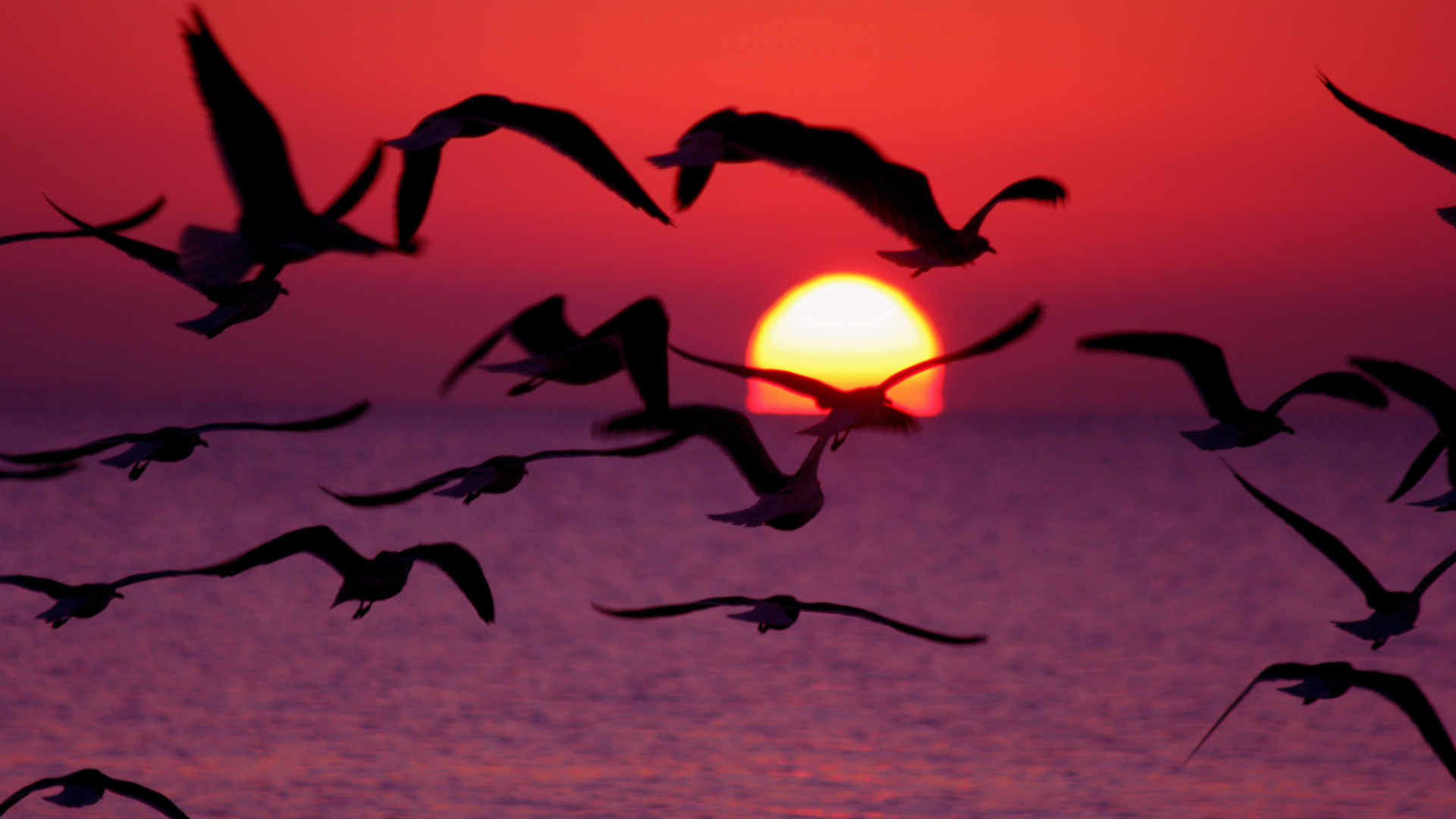 Птицы пророчество