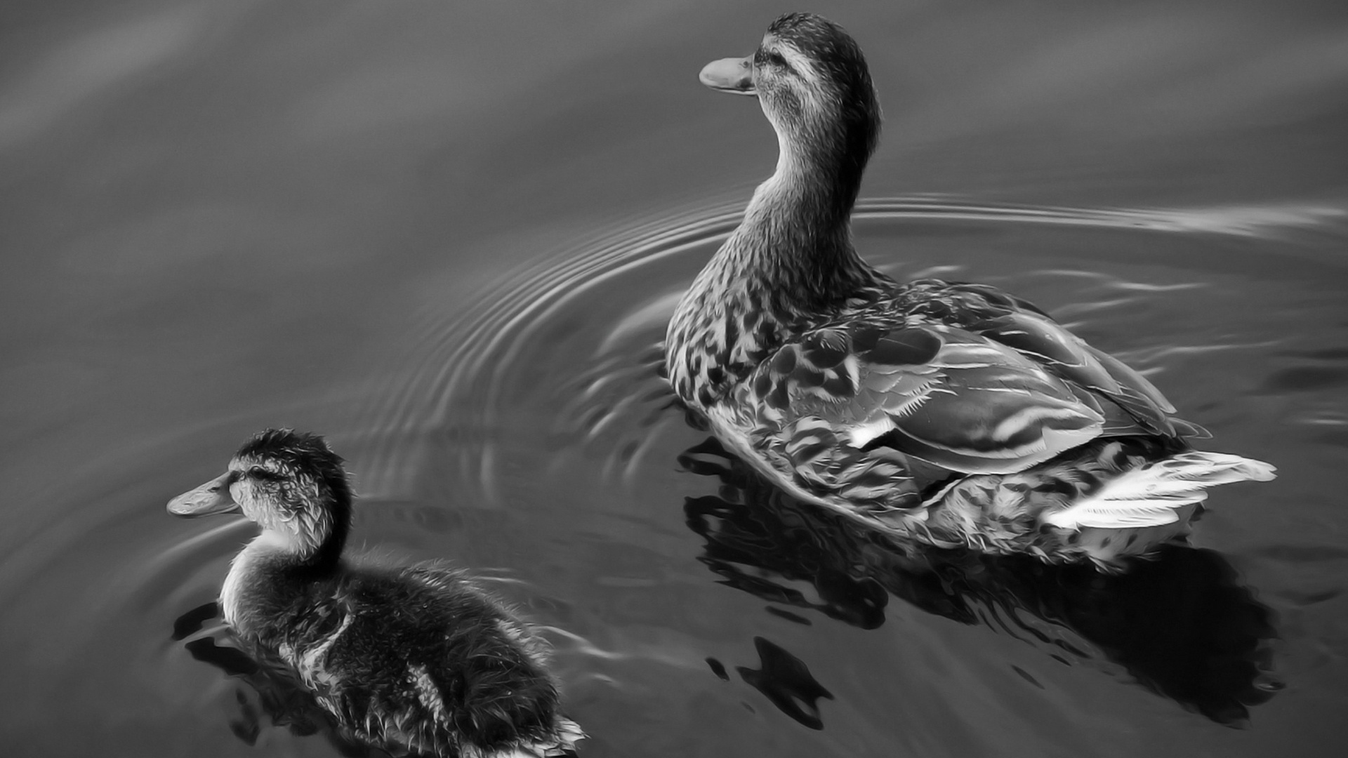 Утка и утенок