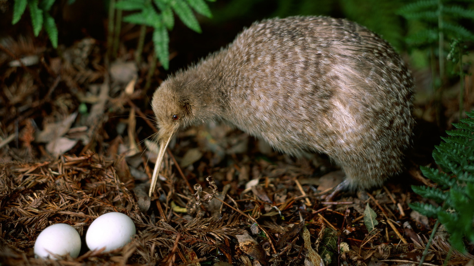 Kiwi bird