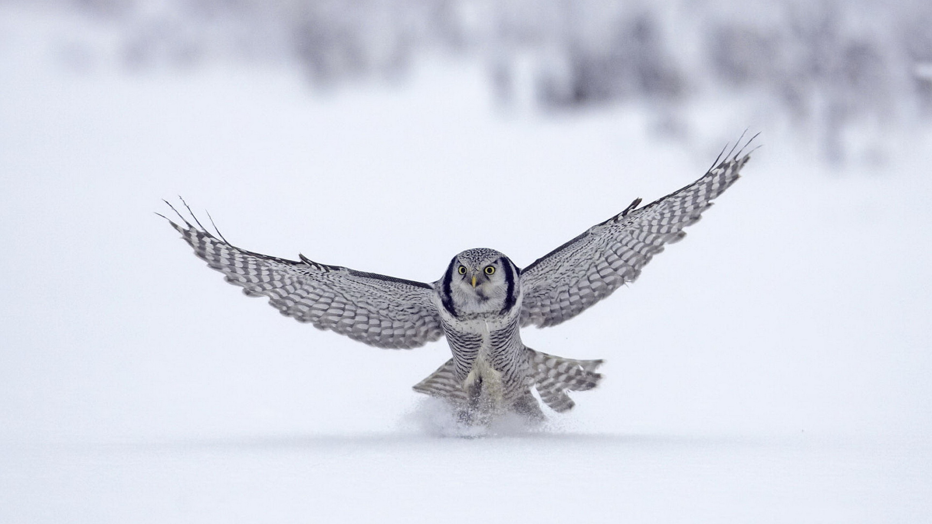 Сова на охоте