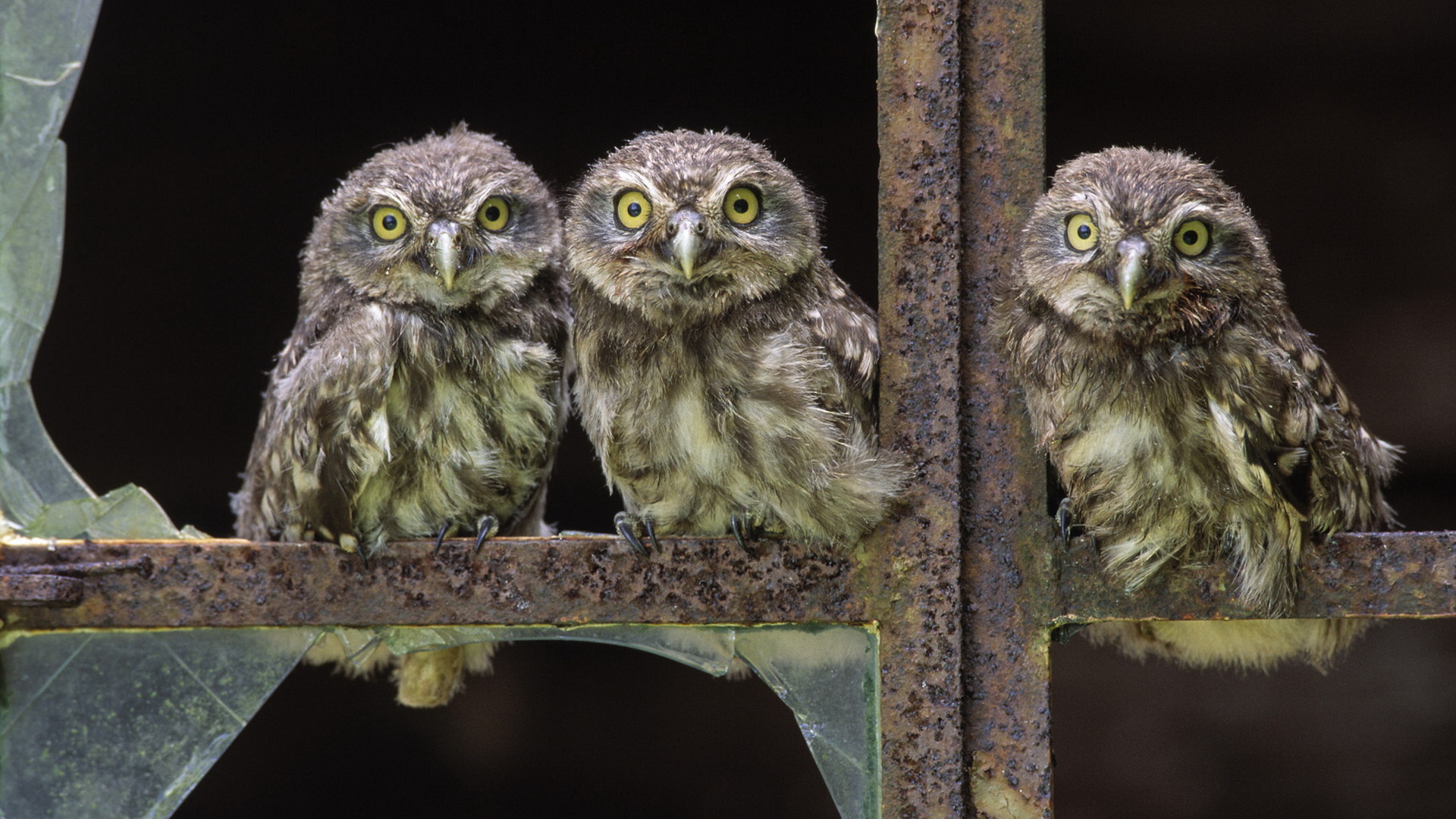 Совы в окне