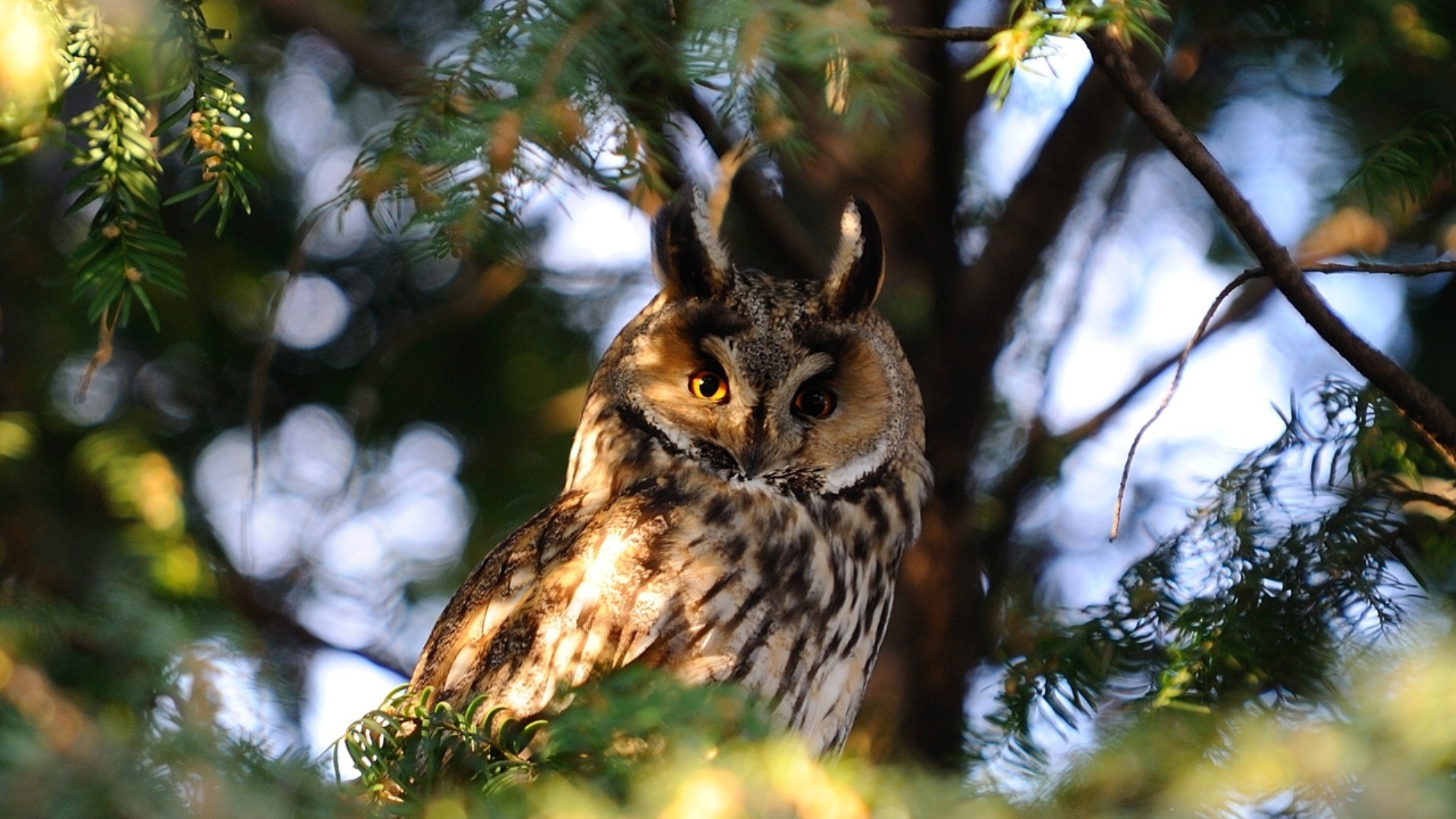 Сова на ветке