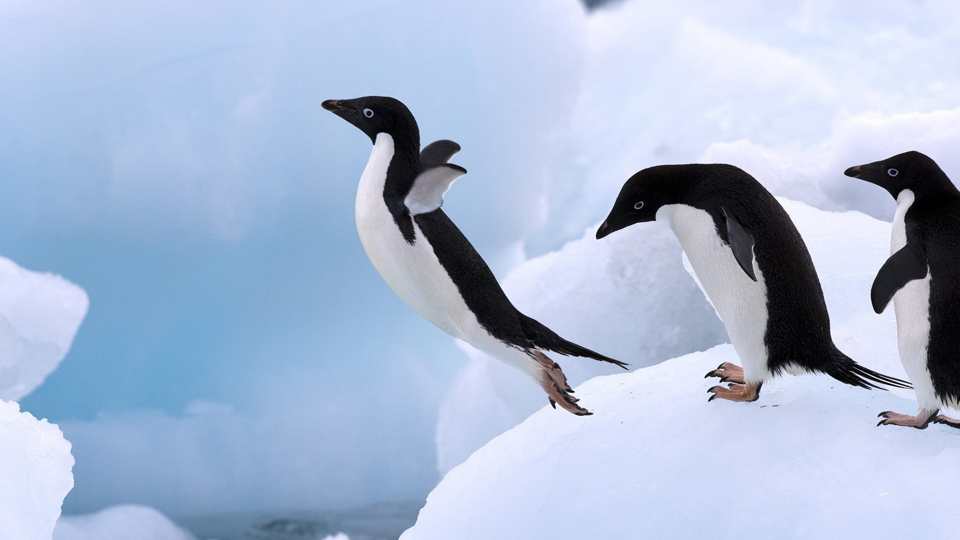 Пингвин в прыжке