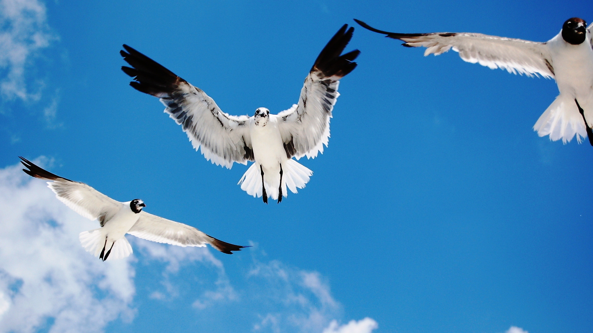 Морские чайки