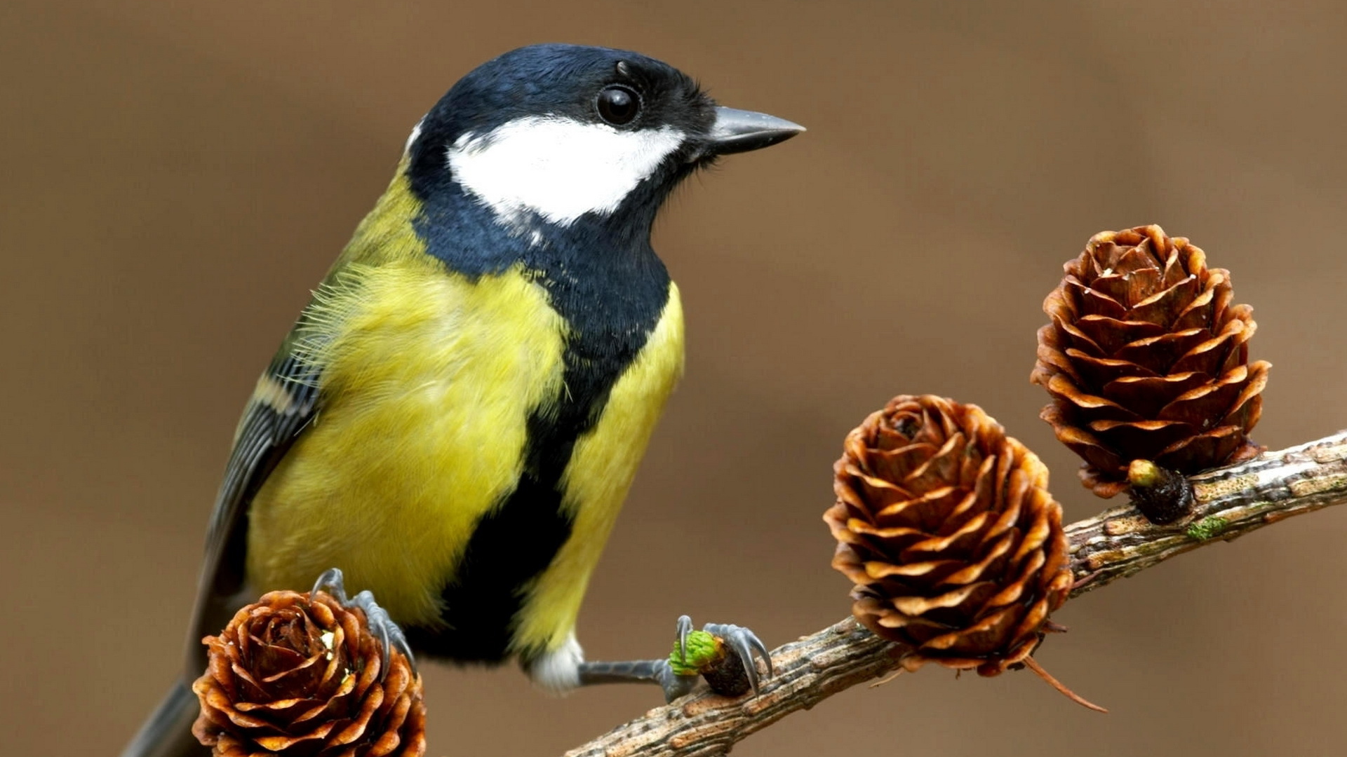 Синица на ветке