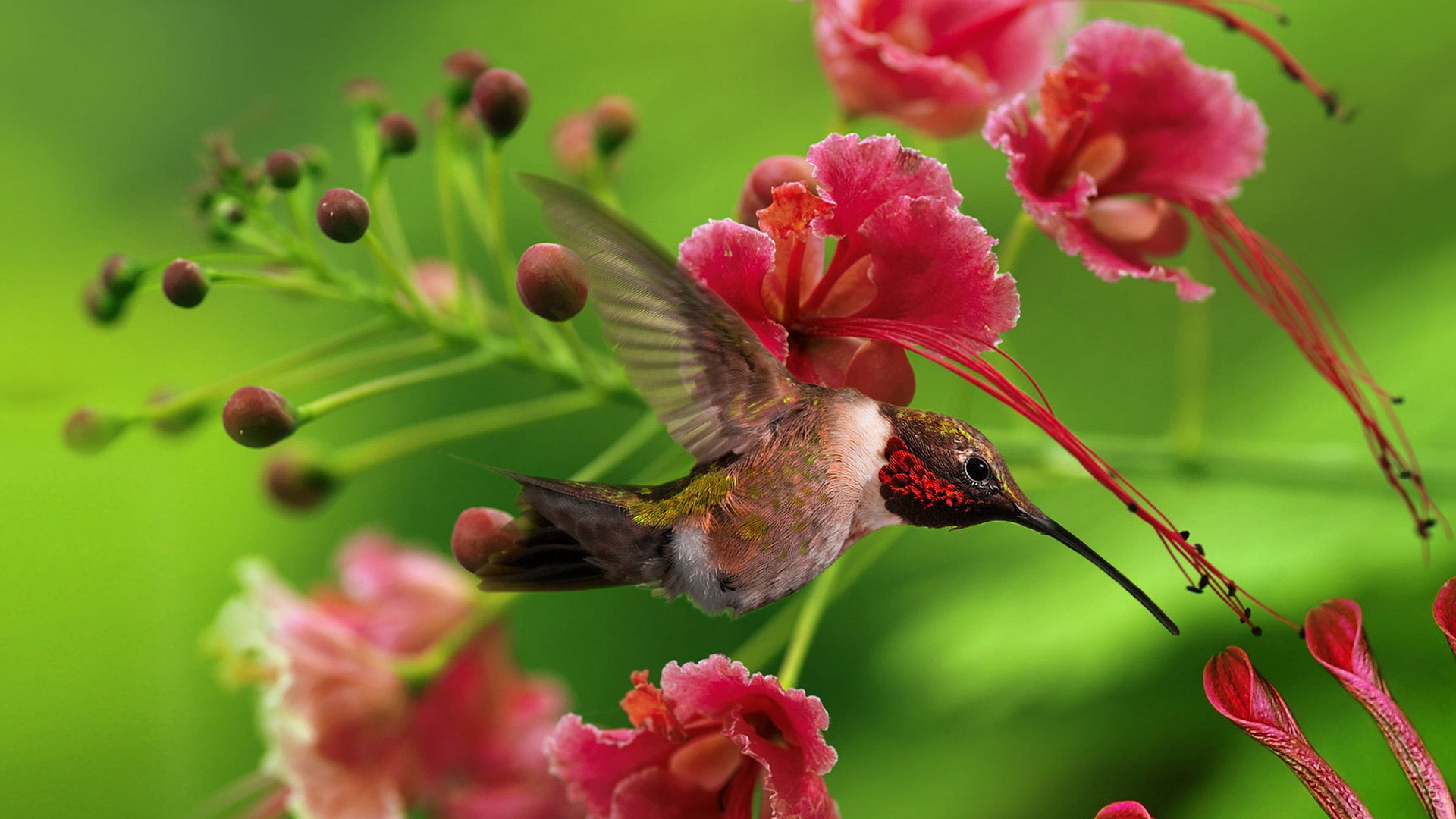 маленькая Колибри