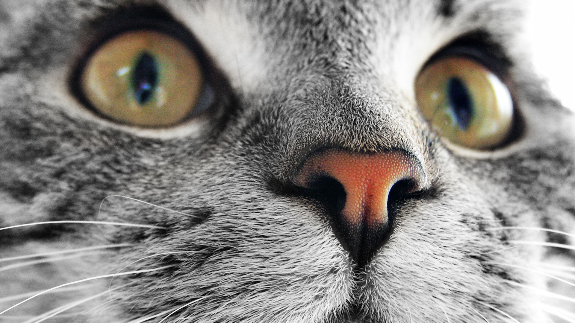 Мордашка кошки