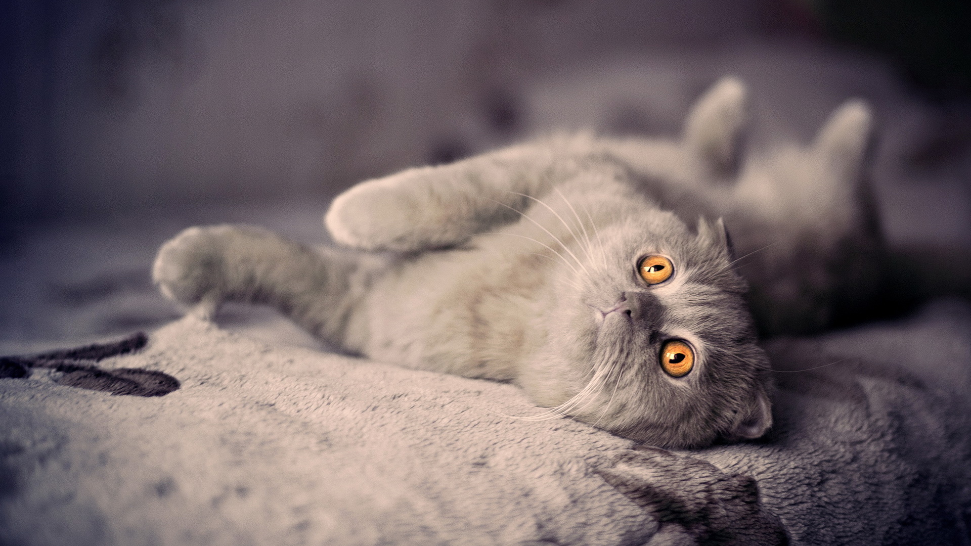 Британский вислоухий кот