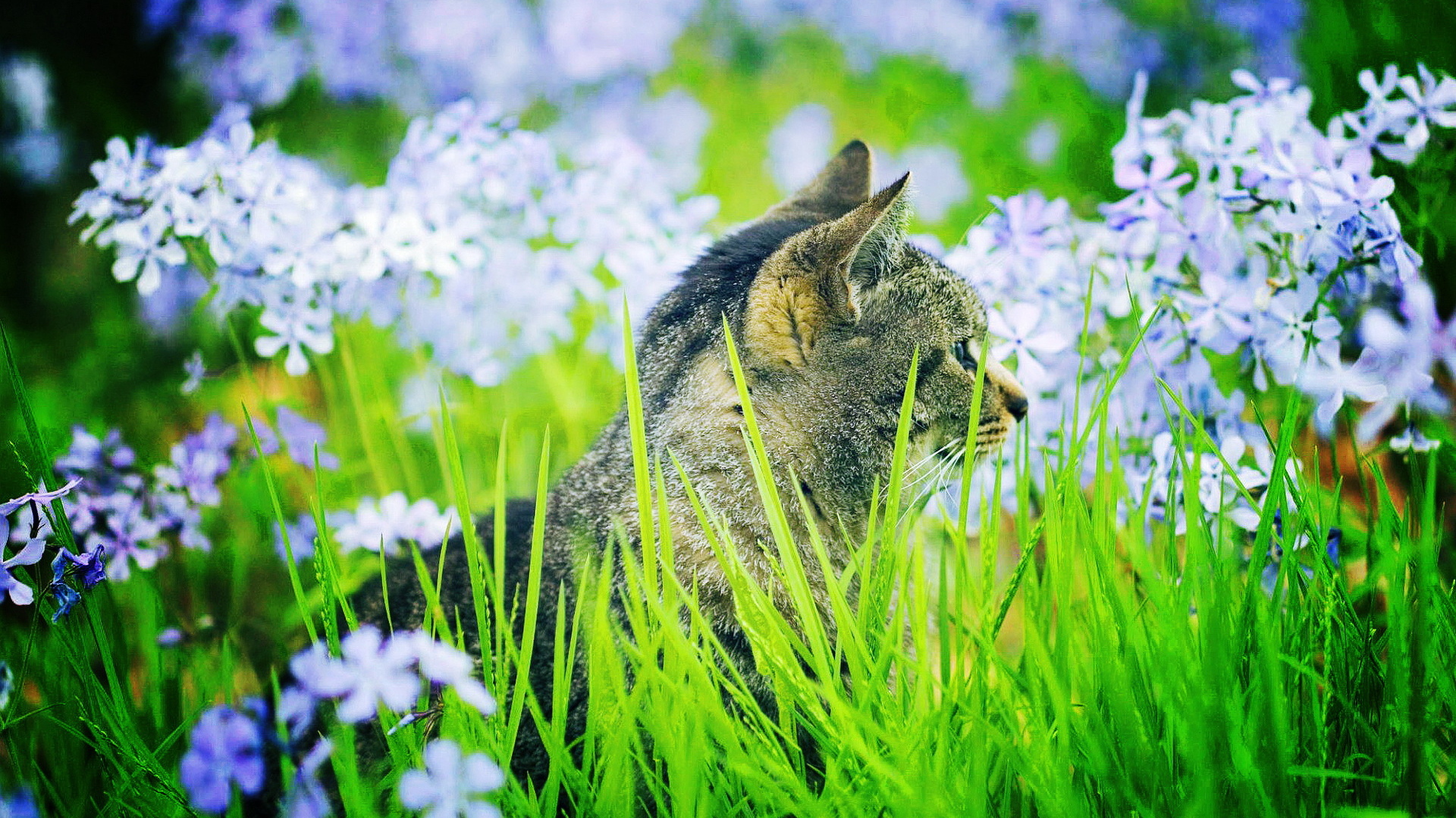 Кошка в траве