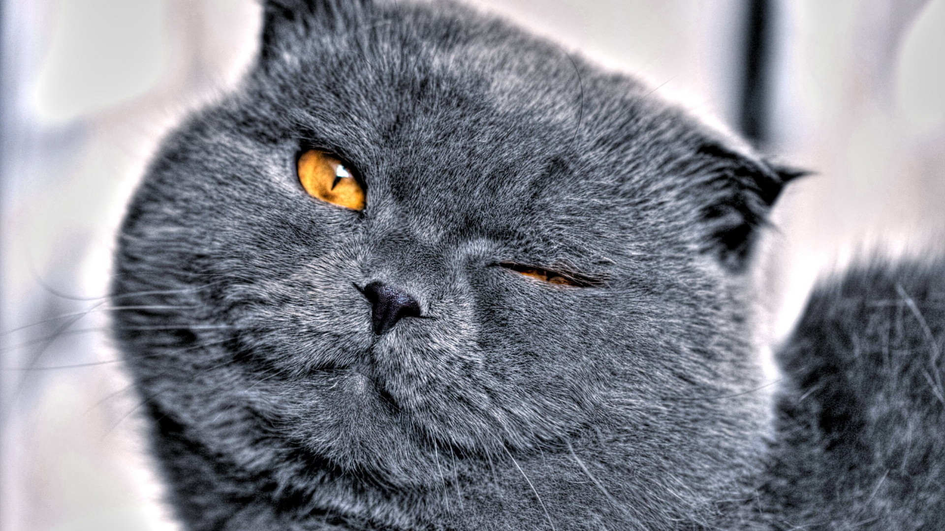 Кошачья мордашка