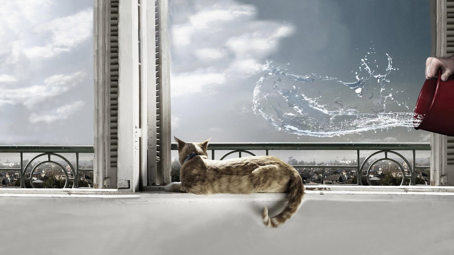 Кот на окне