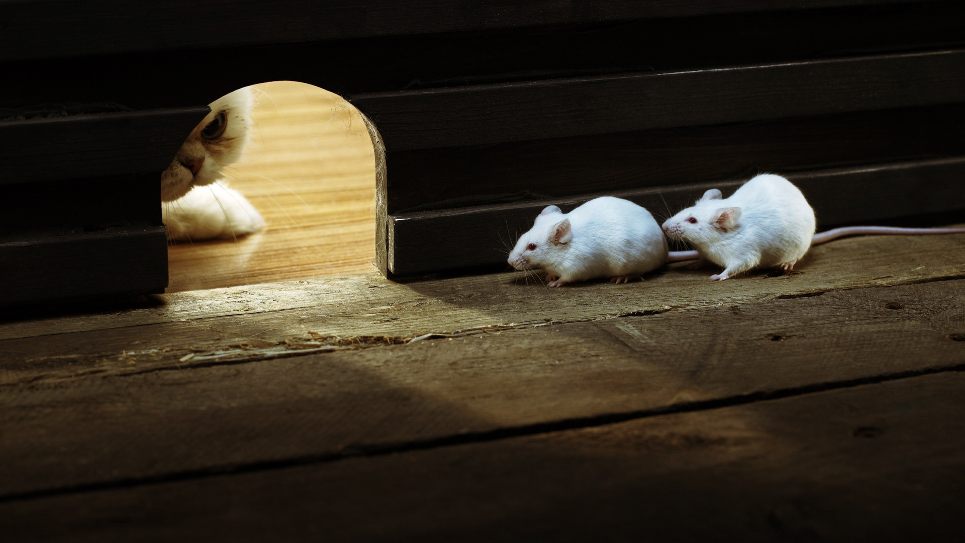 Кошки - мышки