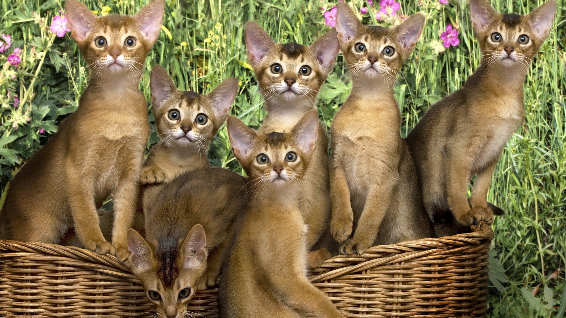 Кошки в корзинке