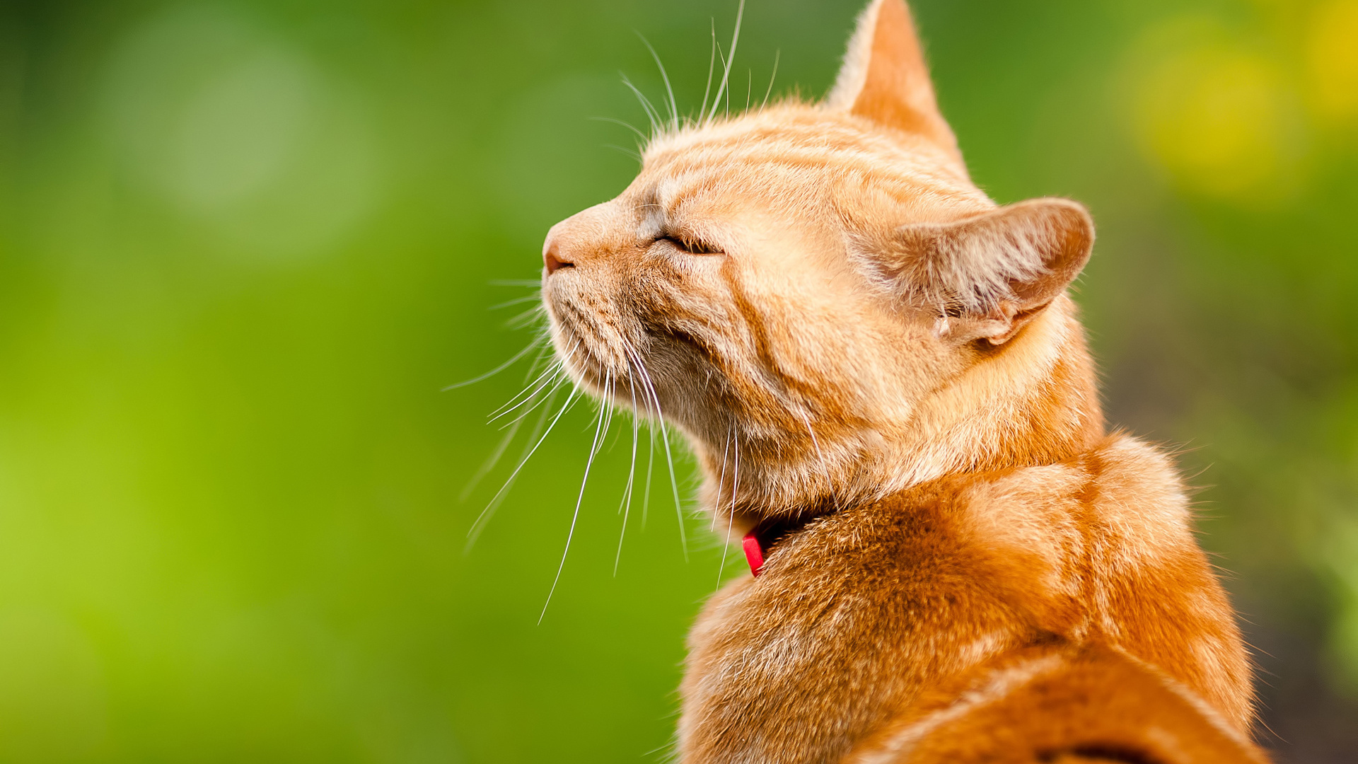 Довольный кот