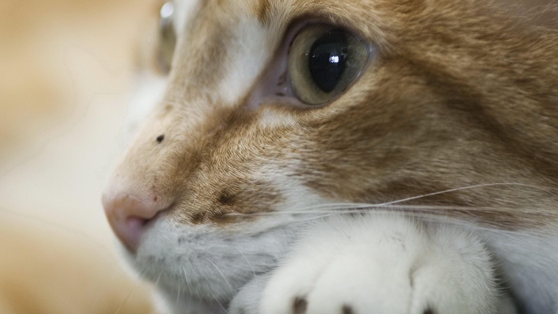 Рыжая кошка