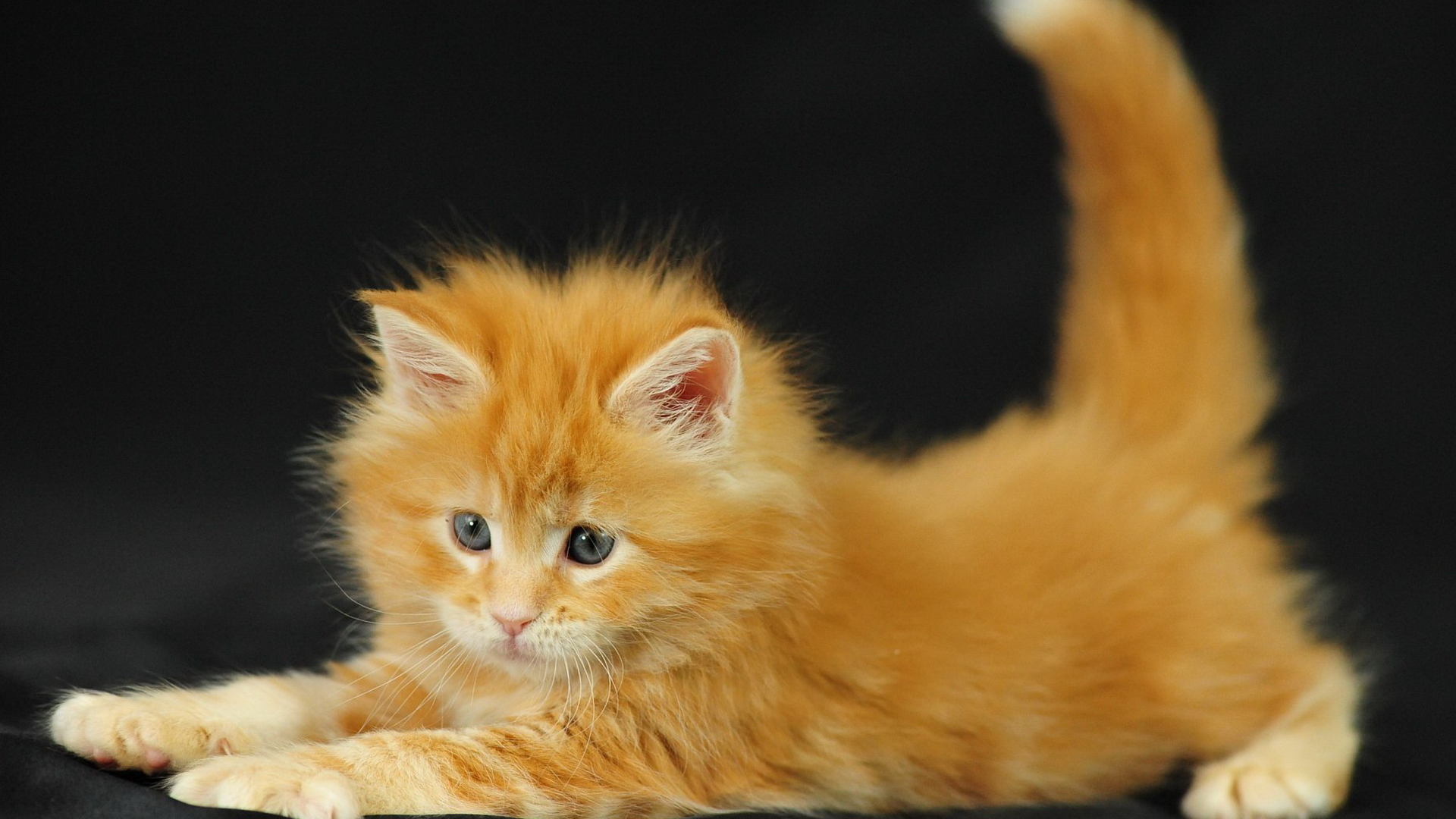 Рыжий котенок