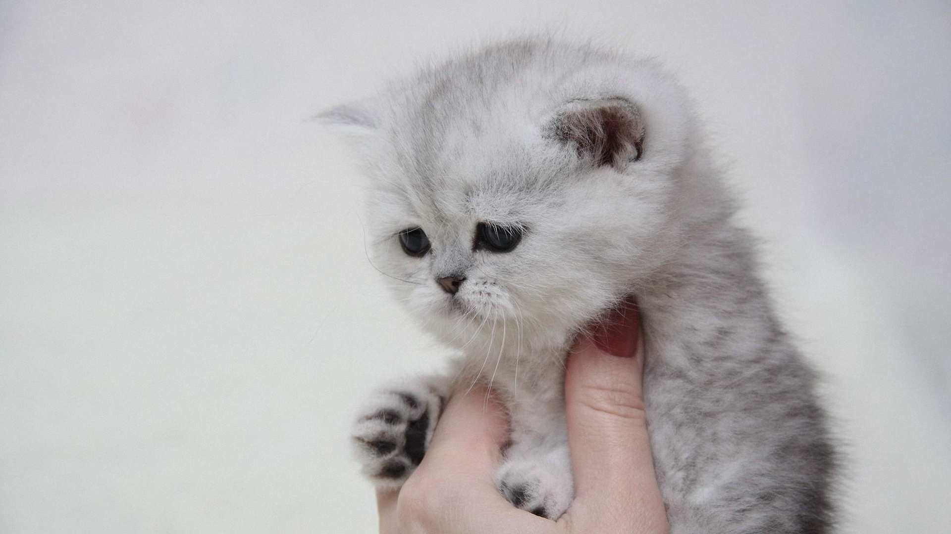 Котенок в руке