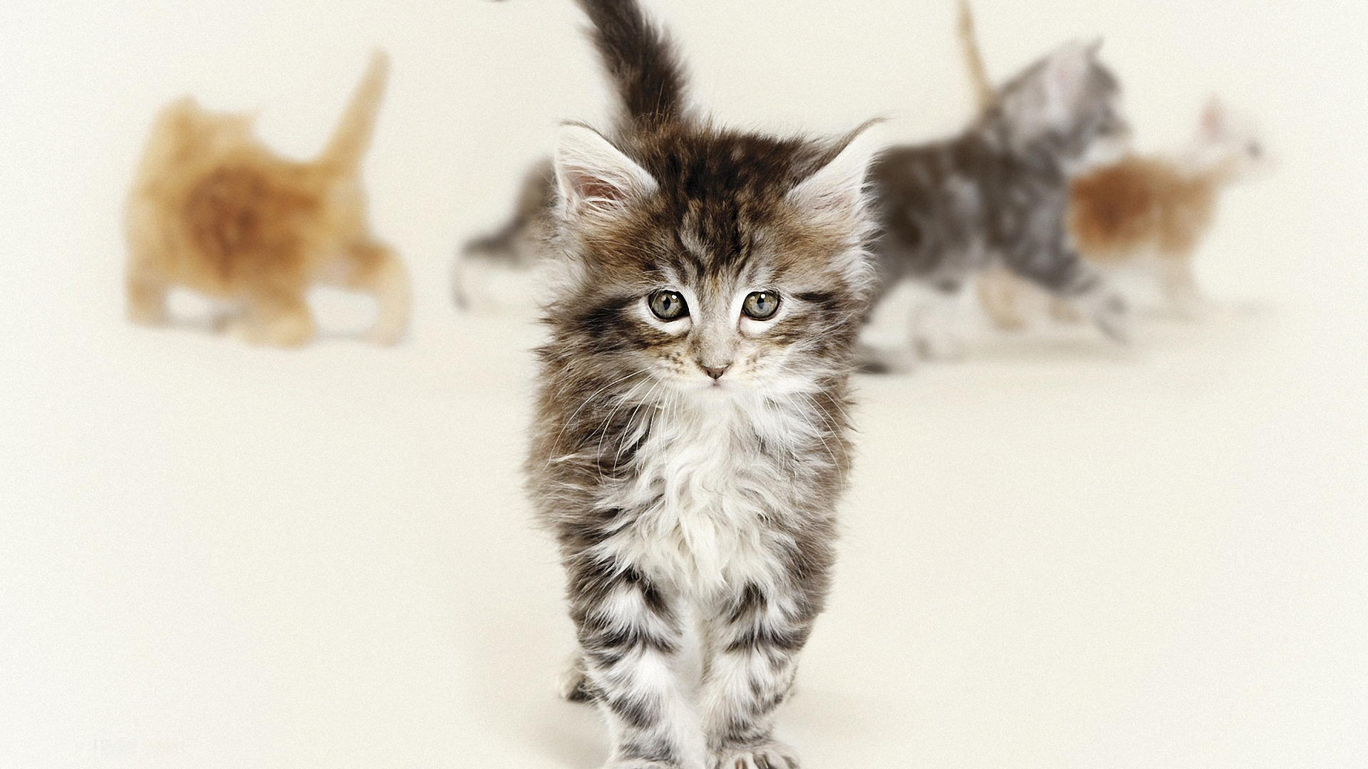 Красивый котенок